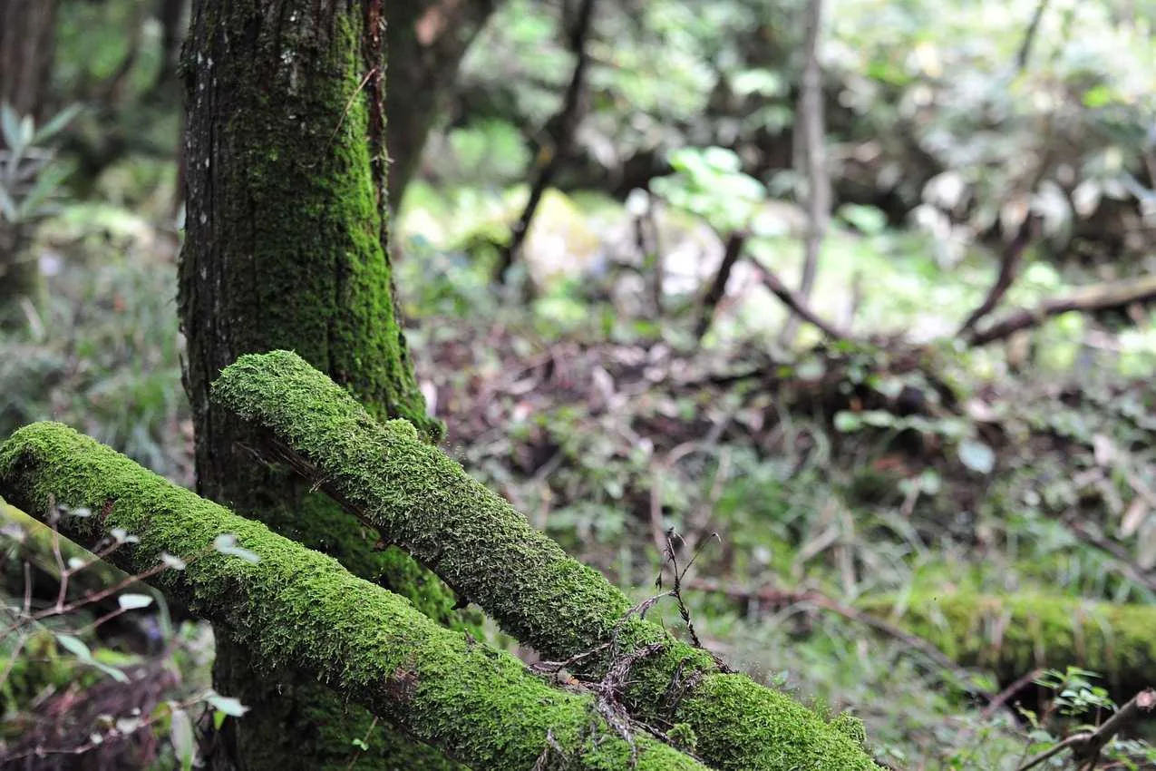 Achtsam, Bewegt und Entspannt - Atempause im hessischen Kegelspiel Bild 1