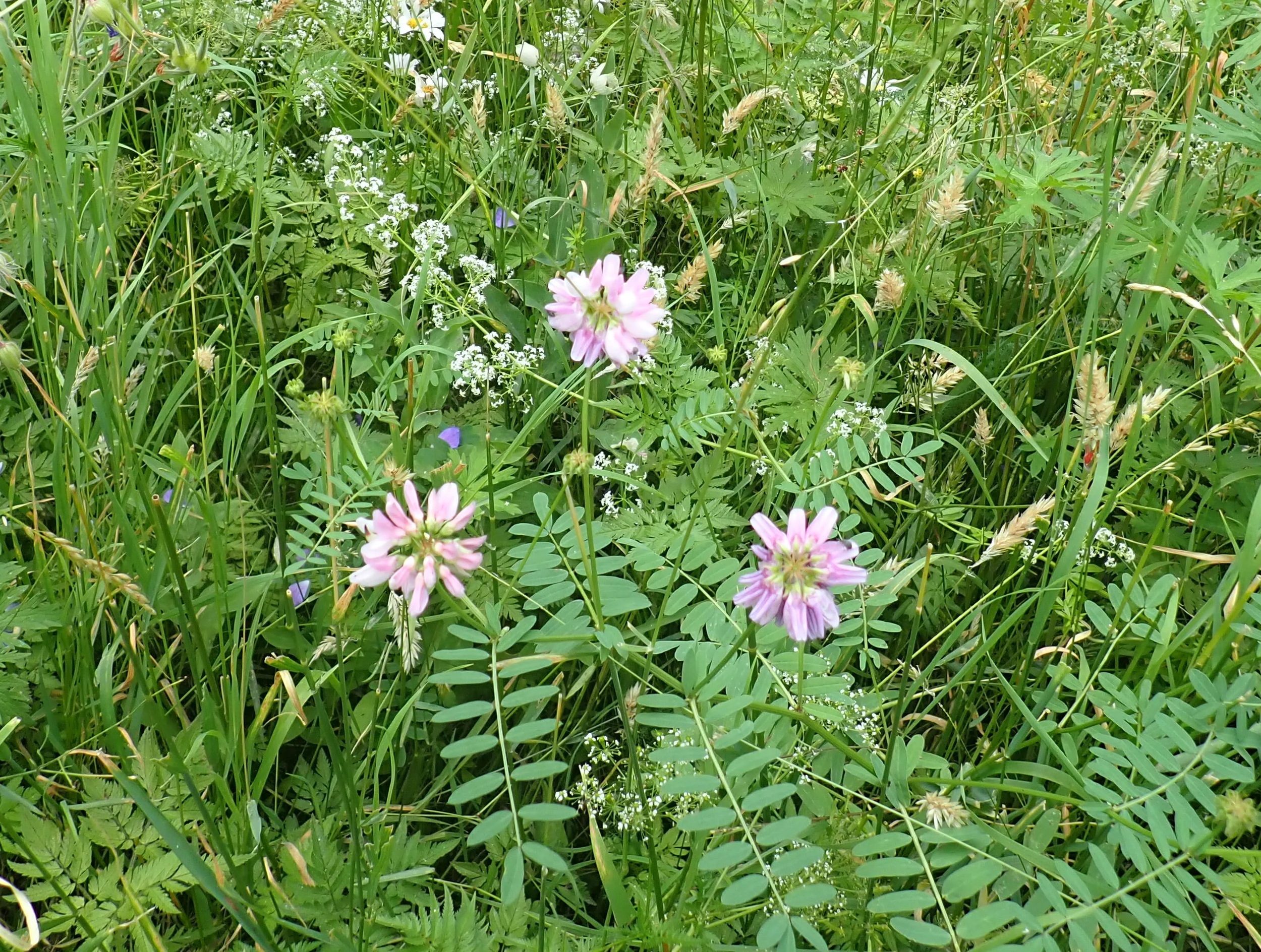 Altes Wissen neu entdecken: Salben, Cremes, Tinkturen und Öle selbst herstellen - im Kloster! Bild 1