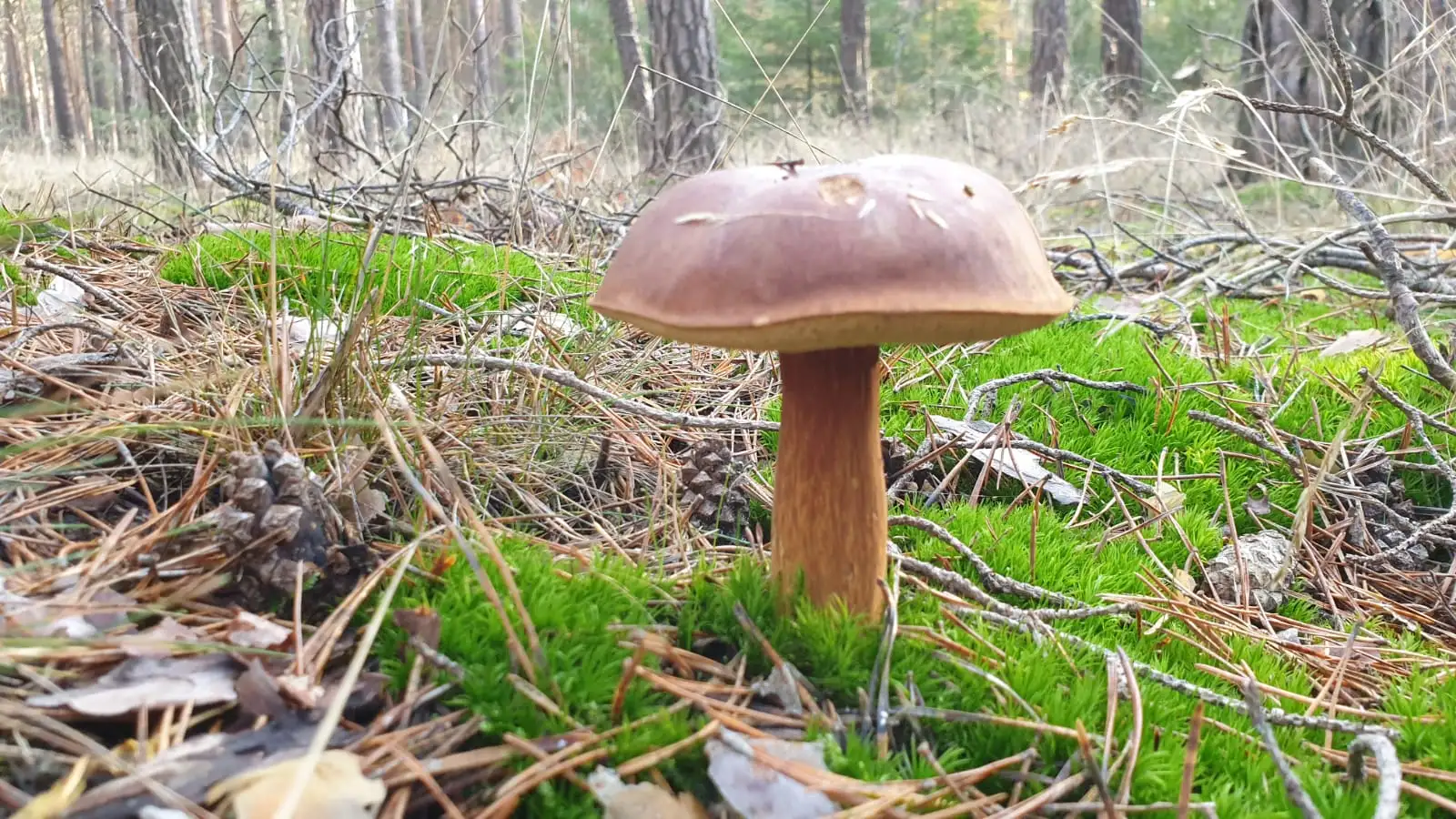Unsere grüne Themenwoche- Naturerlebnis Pilze und Kräuter, Wald und Wasser Bild 1