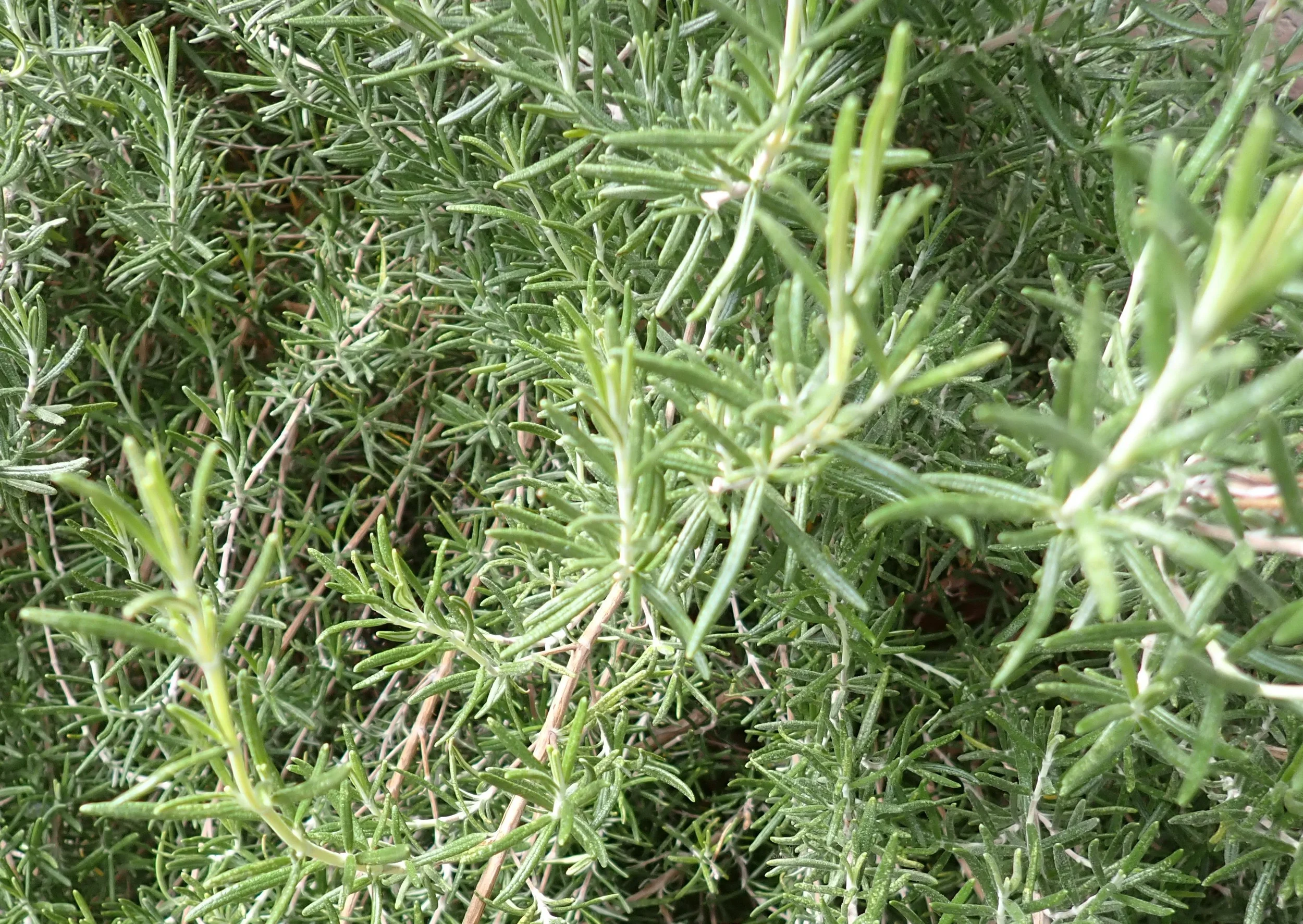 Kräuter mit allen Sinnen - im Kloster! Bild 1