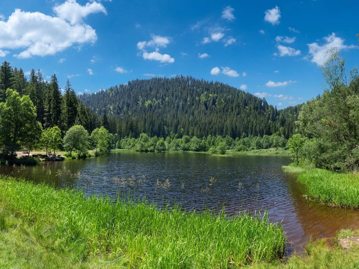 Schwarzwald. Ein Nationalpark in der Klimakrise - Die Natur retten, um uns selbst zu retten. Bild 1