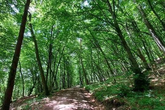 "Shinrin Yoku" Waldbaden Bild 1