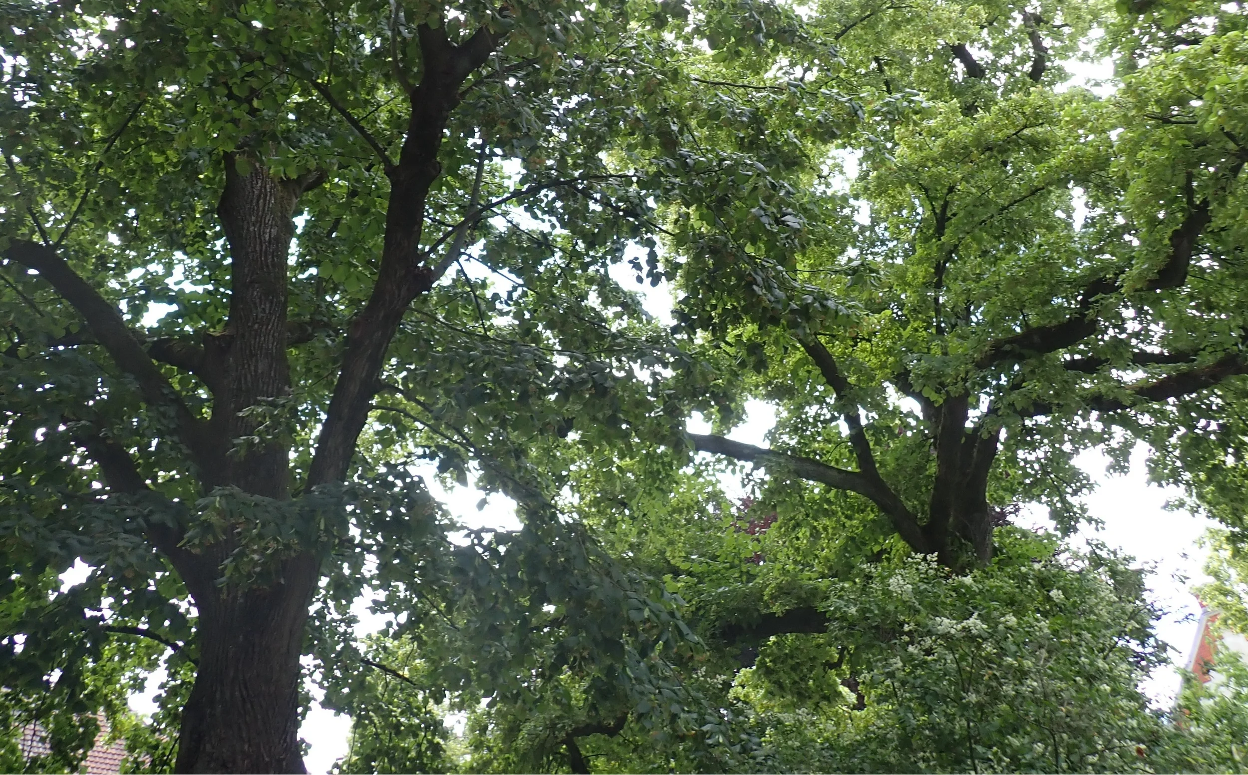 Alte Mythen und (Zauber-)Kräfte von wilden Kräutern, Sträuchern und Bäumen Bild 1