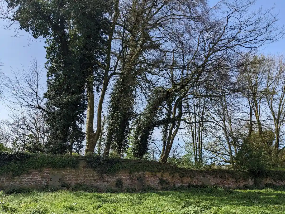 Alte Mythen und (Zauber-)Kräfte von wilden Kräutern, Sträuchern und Bäumen Bild 2