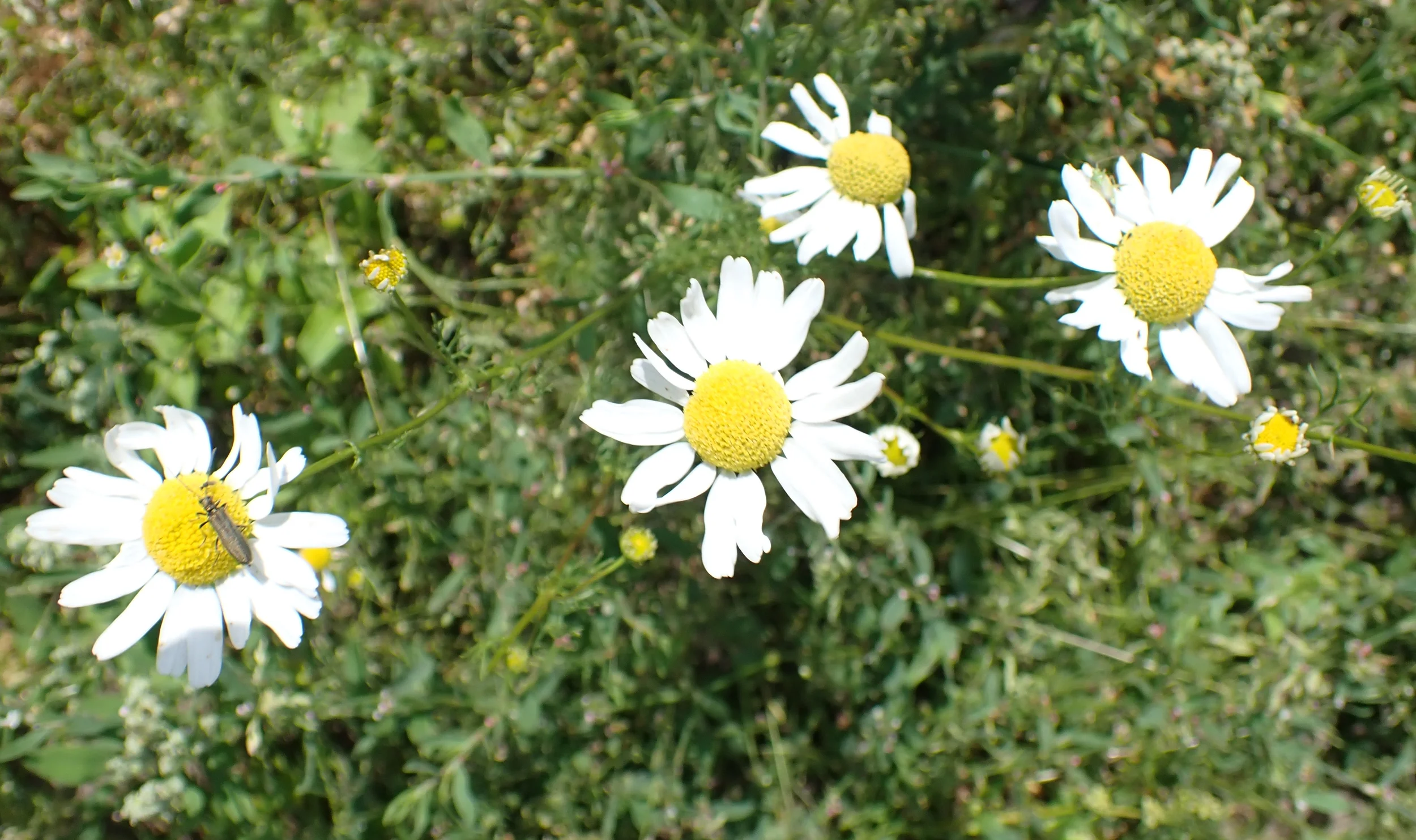 Kräuterapotheke selbst gemacht Bild 1