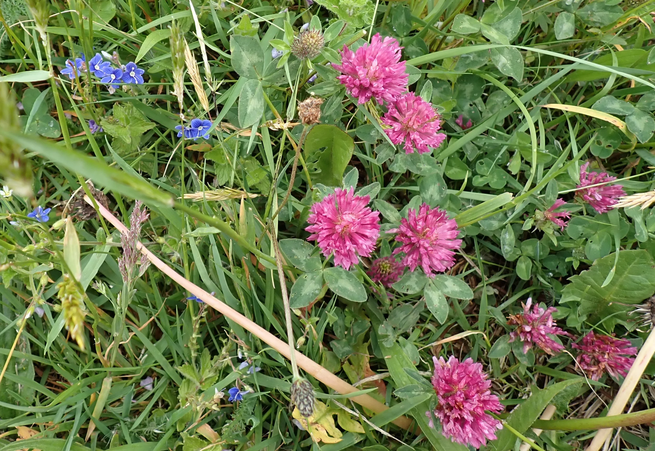 Kräuterapotheke selbst gemacht - im Kloster! Bild 1