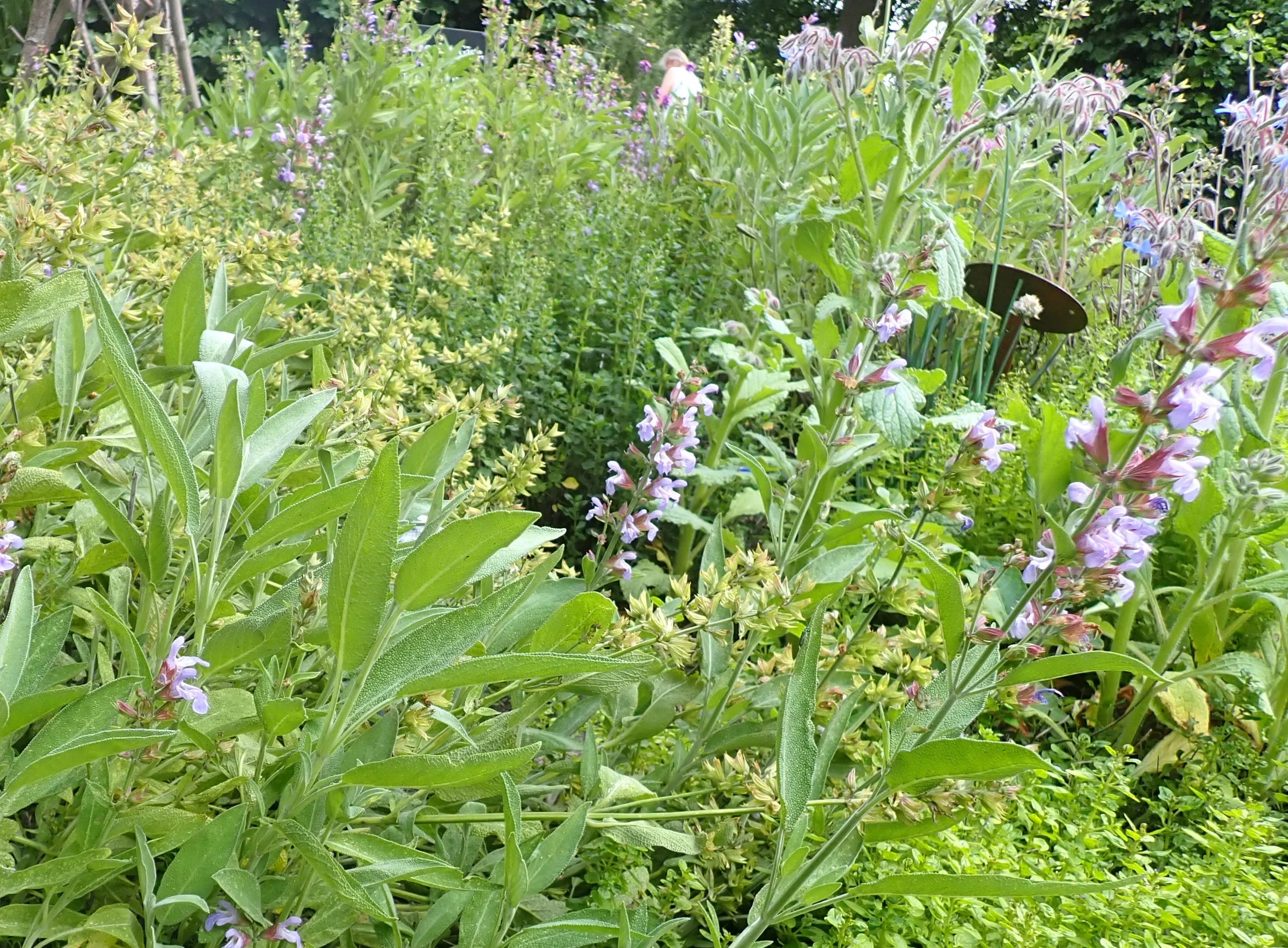 Kräuterapotheke selbst gemacht - im Kloster! Bild 1