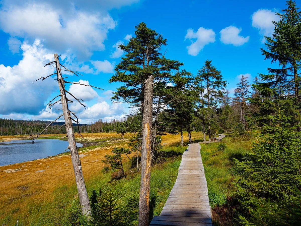 Mescherin. Inter-Nationalpark Unteres Odertal - bilateraler Naturschutz an der deutsch-polnischen Grenze. Bild 1