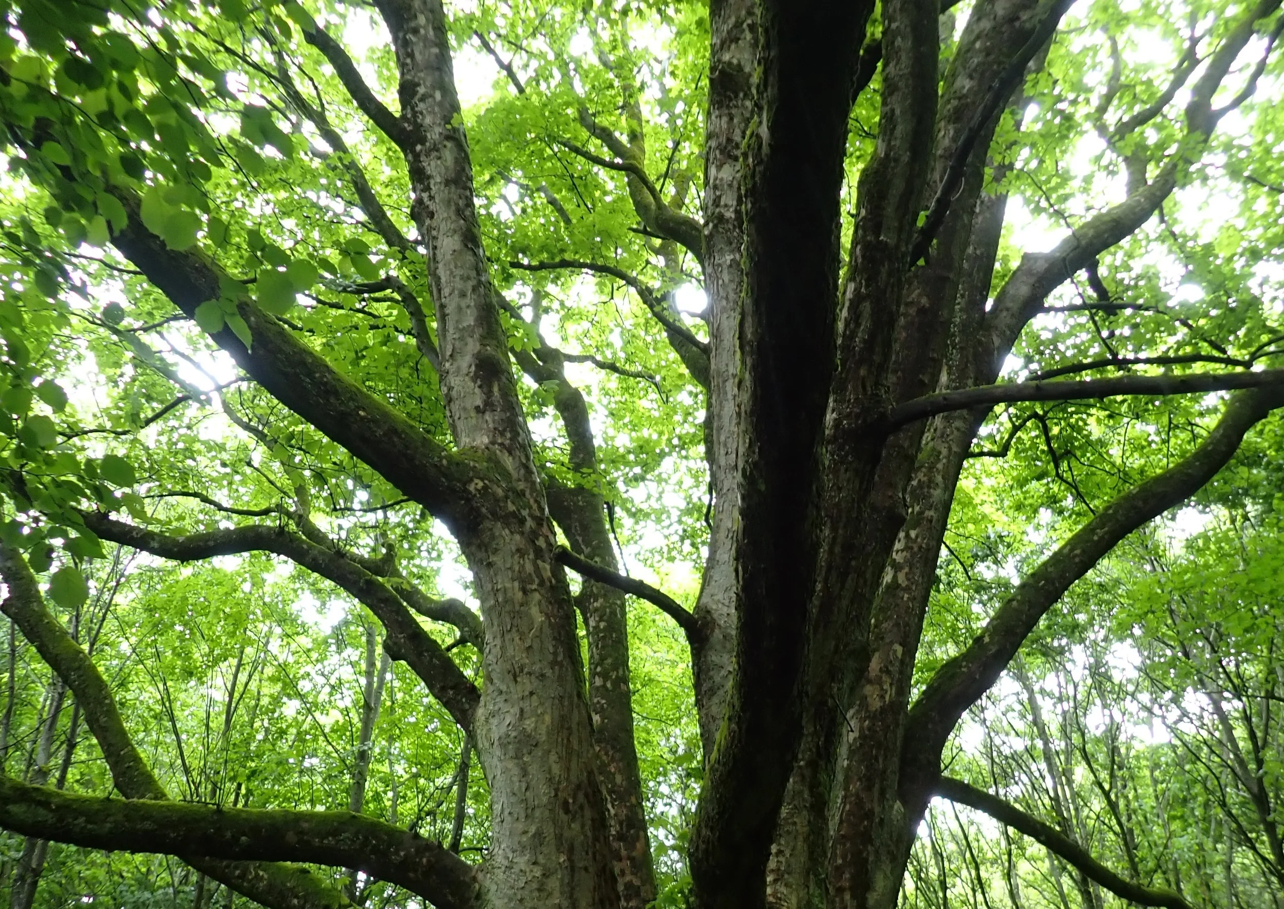 Mythos und Heilkraft der Bäume - im Kloster! Bild 1