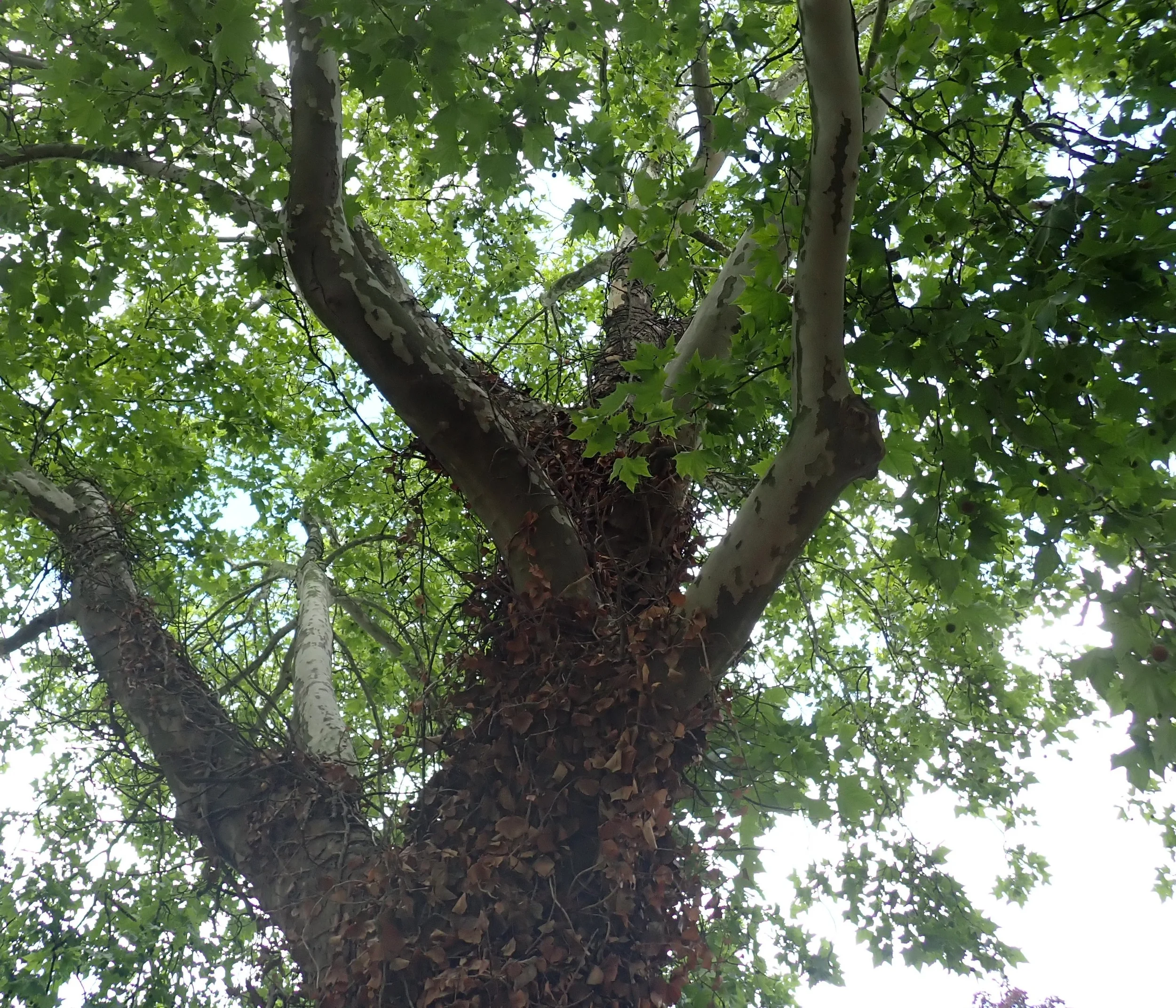 Mythos und Heilkraft der Bäume - im Kloster! Bild 1