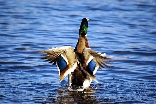 Präventiv Aufrichten anstatt gestresst beugen. Stärkung beruflich relevanter Ressourcen in einer Gesellschaft mit zunehmenden physischen und psychischen Belastungen Bild 1