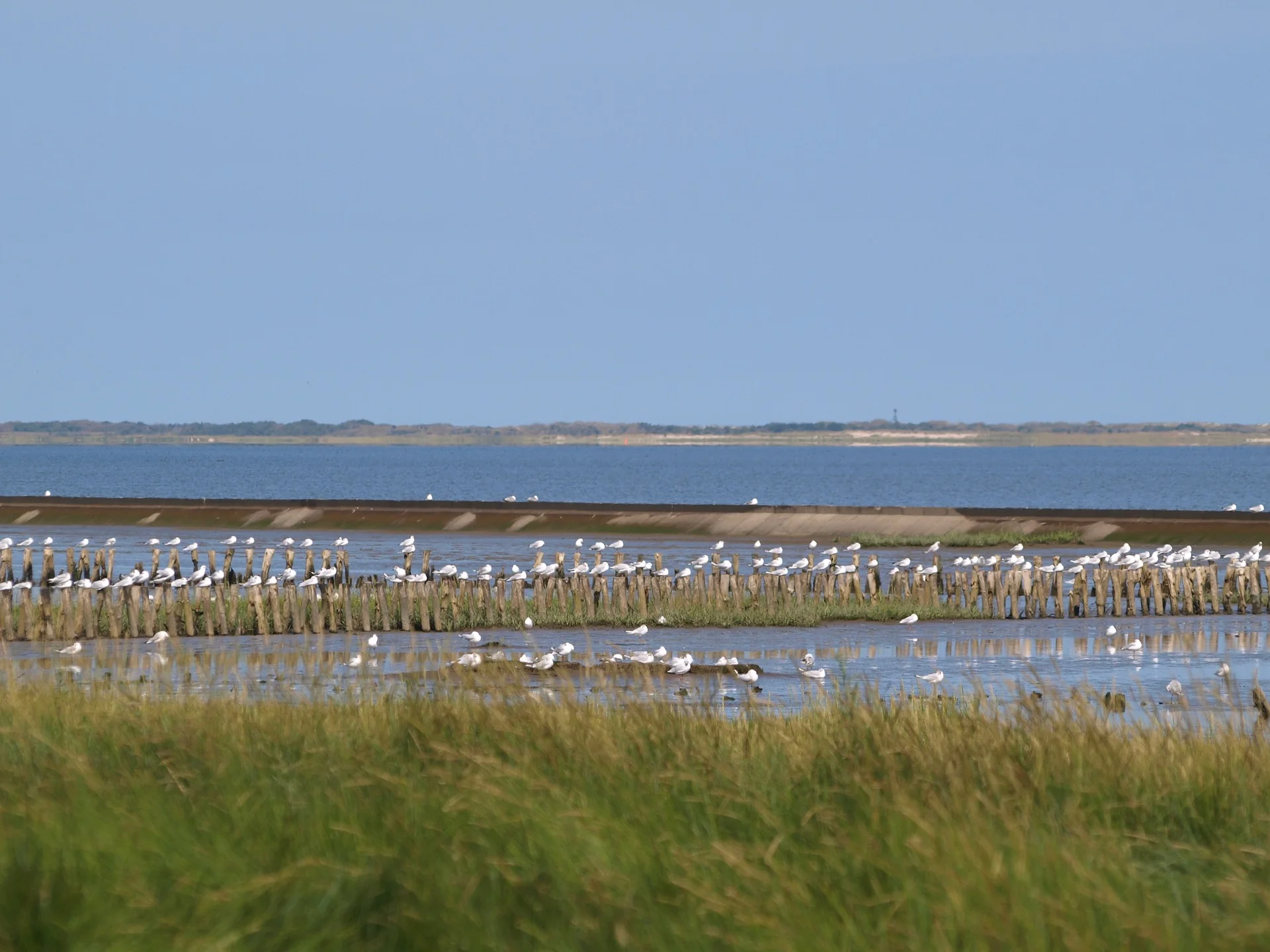 Das Watt - eine einmalige Landschaft Bild 2
