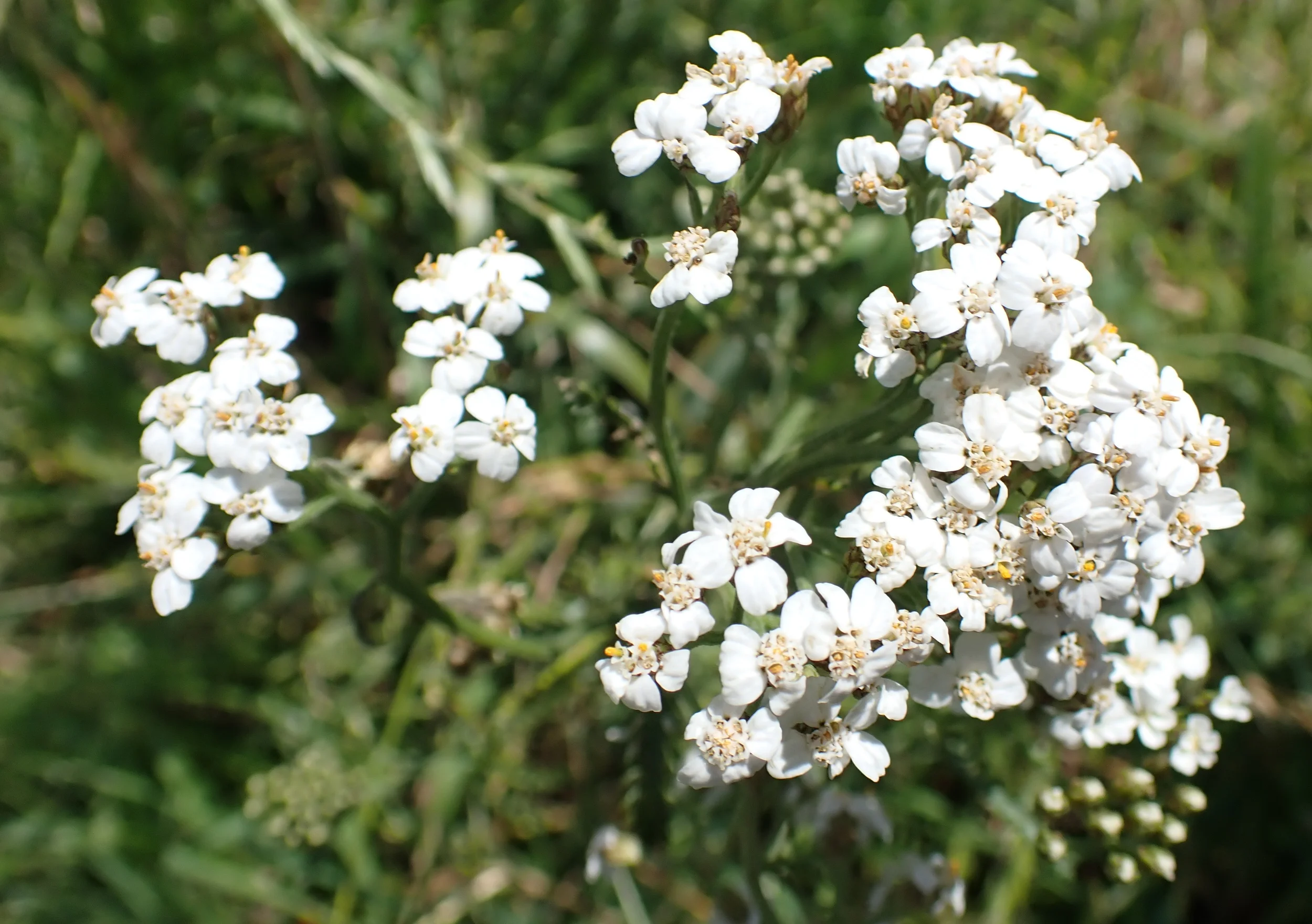 Die Wildkräuterwerkstatt - Gesundes für Küche und Kantine Bild 1