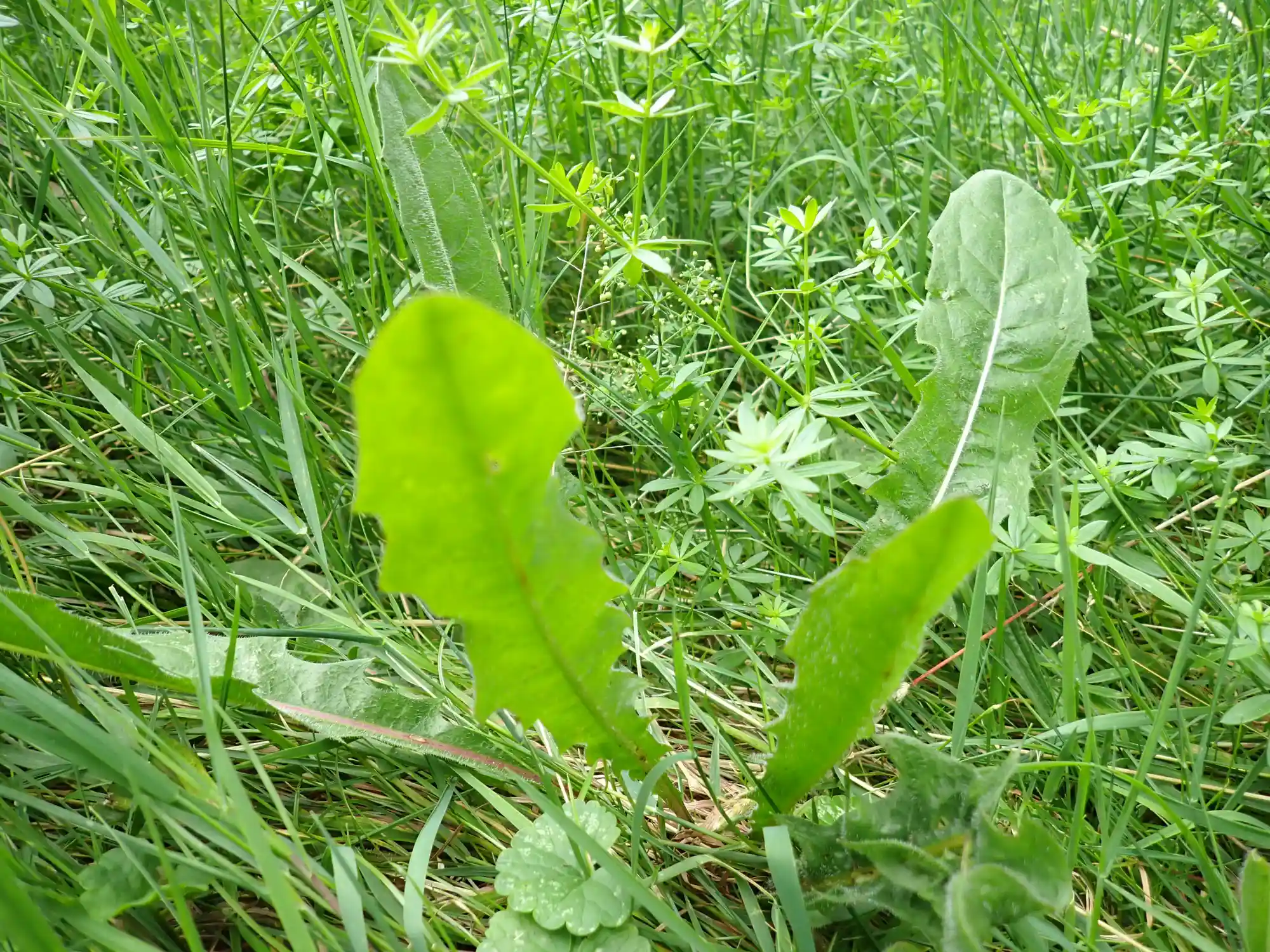 Die Wildkräuterwerkstatt - Gesundes für Küche und Kantine Bild 2