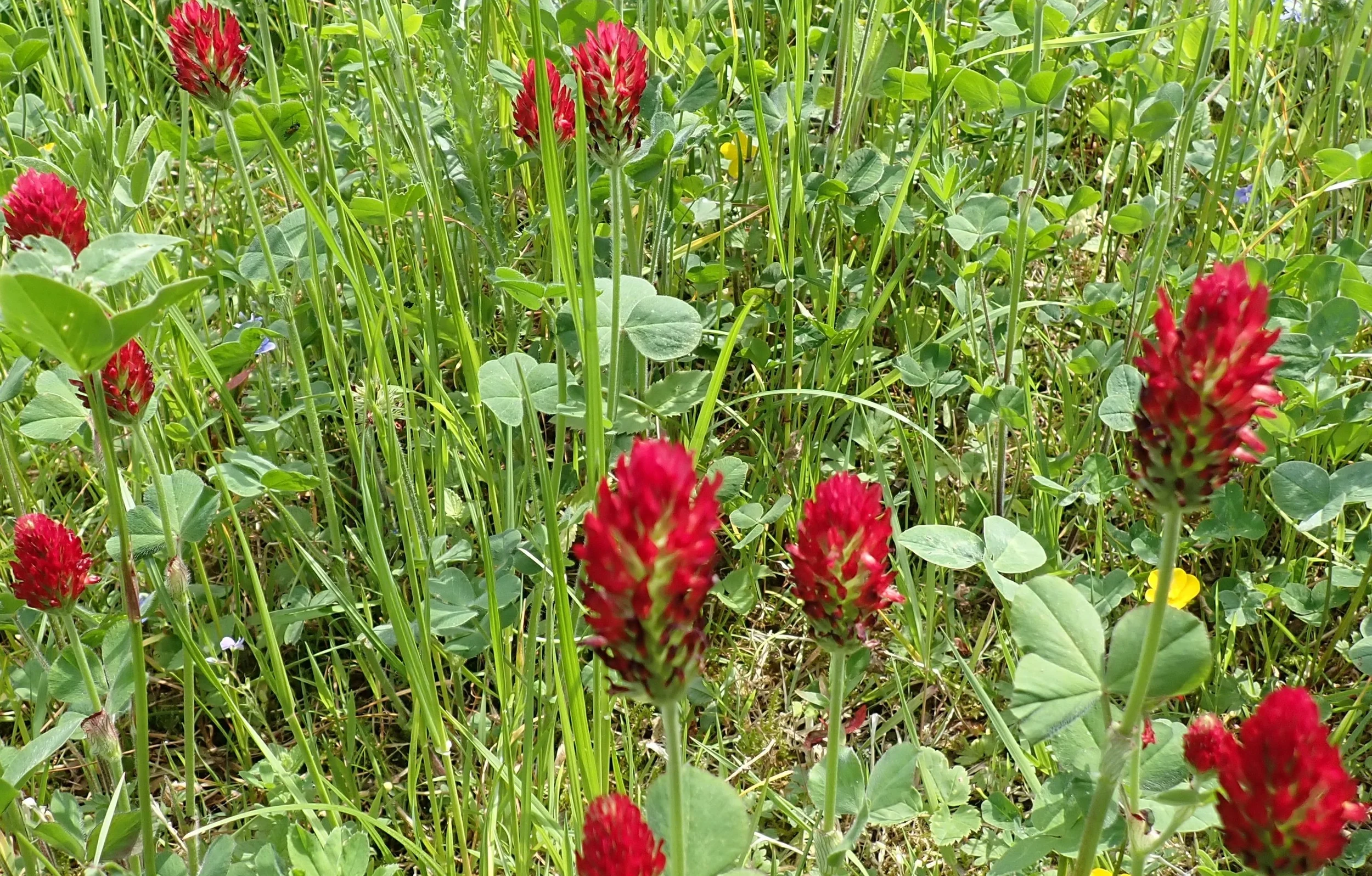 Die Wildkräuterwerkstatt - Gesundes für Küche und Kantine Bild 1