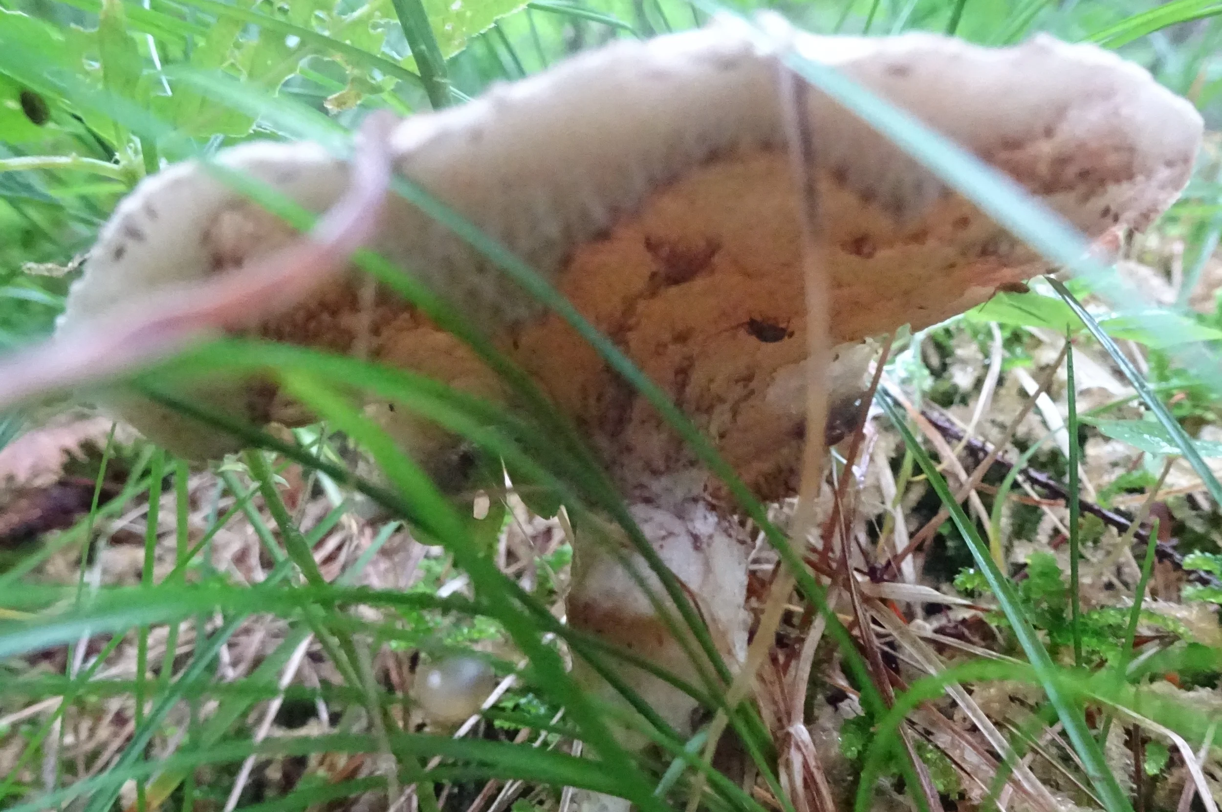 Die wunderbare Welt der Pilze Bild 1