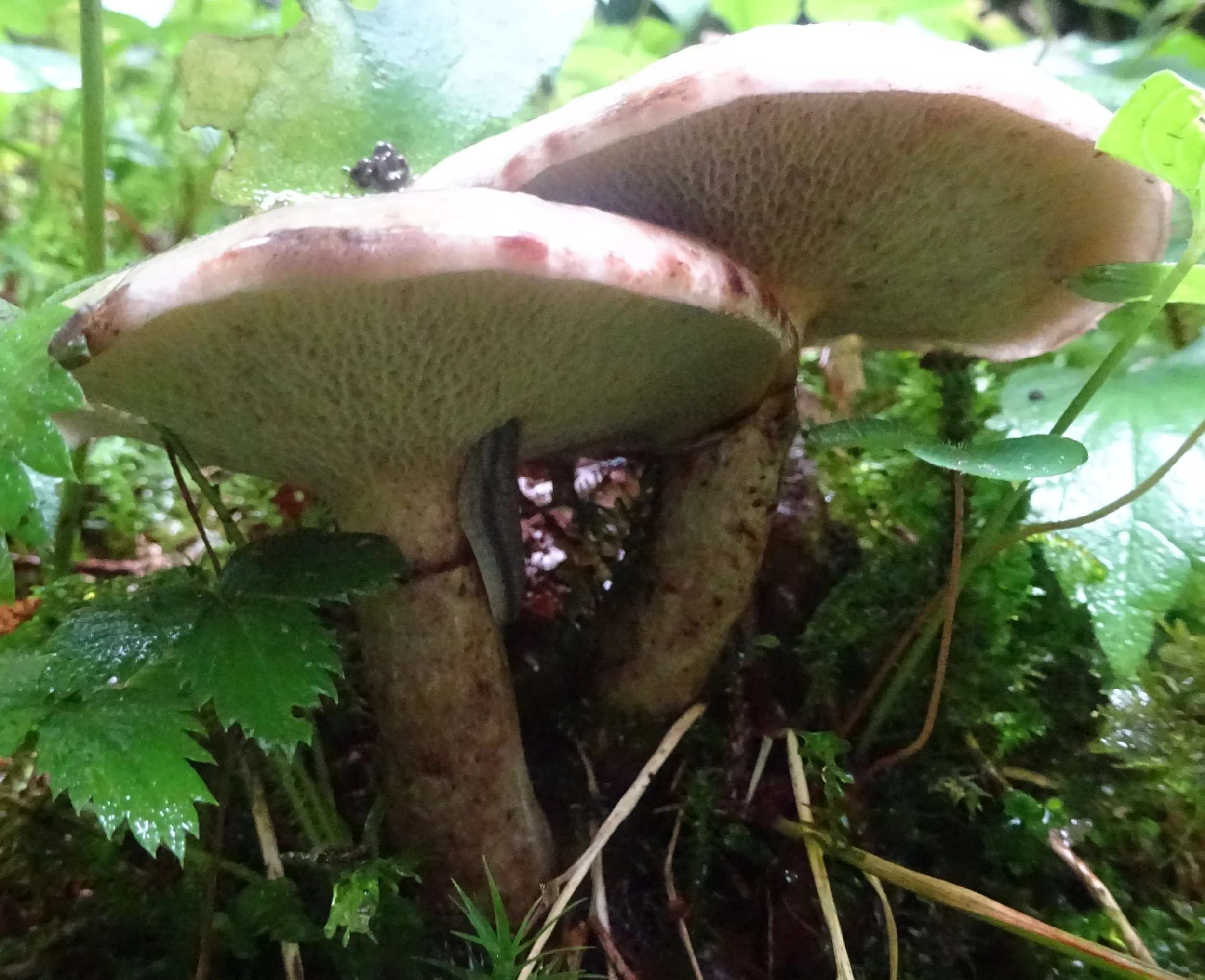 Die wunderbare Welt der Pilze Bild 1