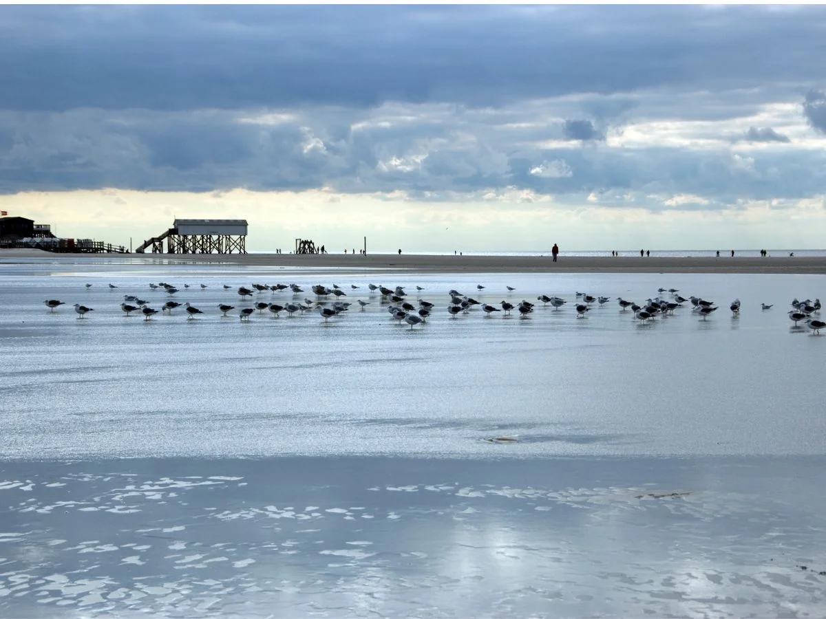 Sankt Peter-Ording. Wem gehört die Nordsee? Konfliktfeld Naturschutz am Beispiel des Weltnaturerbes Wattenmeer. Bild 1