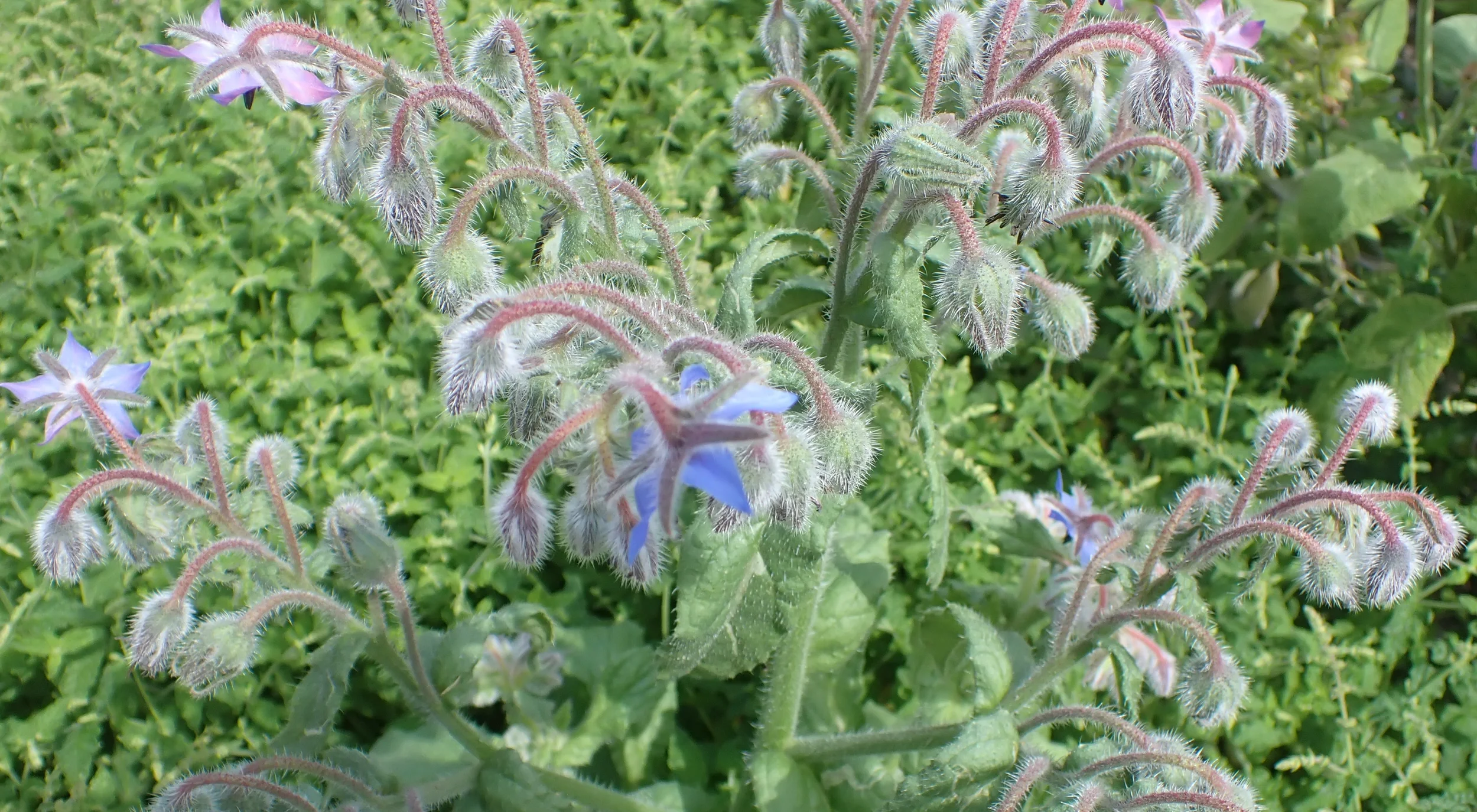 Frühlingskräuter mit allen Sinnen! Bild 1