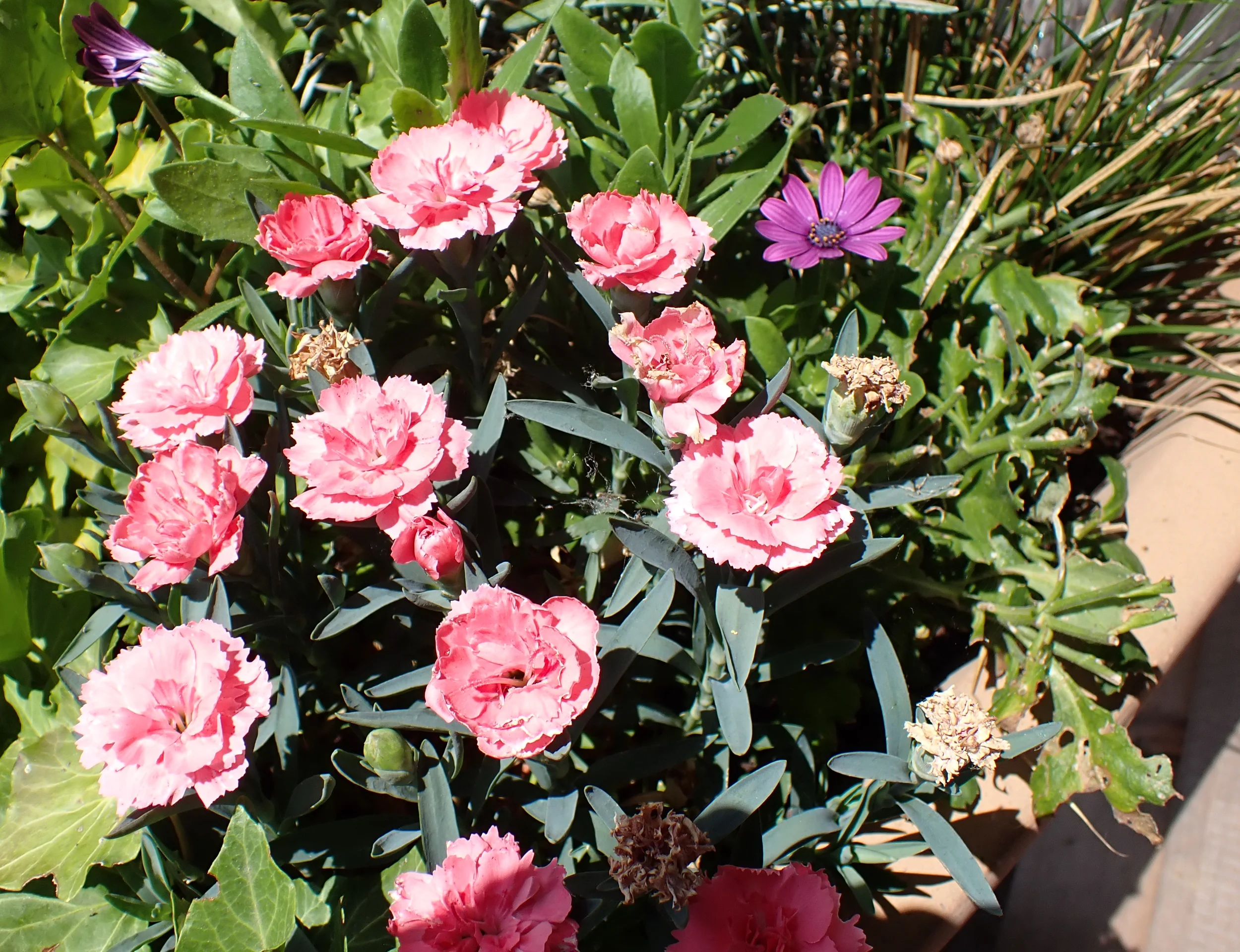 Frühlingskräuter mit allen Sinnen! Bild 1