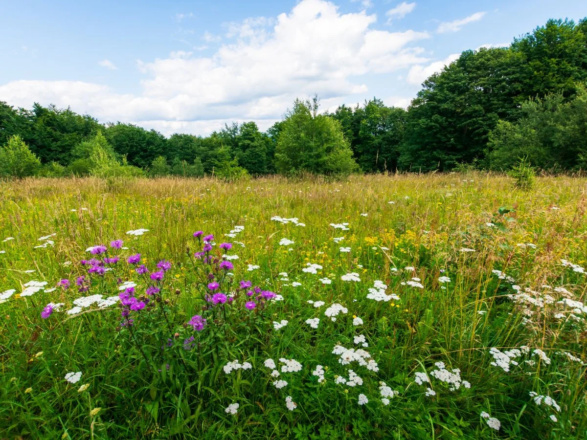 Witzenhausen. Die Biostadt mit ihren Erfahrungen und Erfolge von Biopioniere in einer lebendigen Landschaft im Werratal. Bild 2