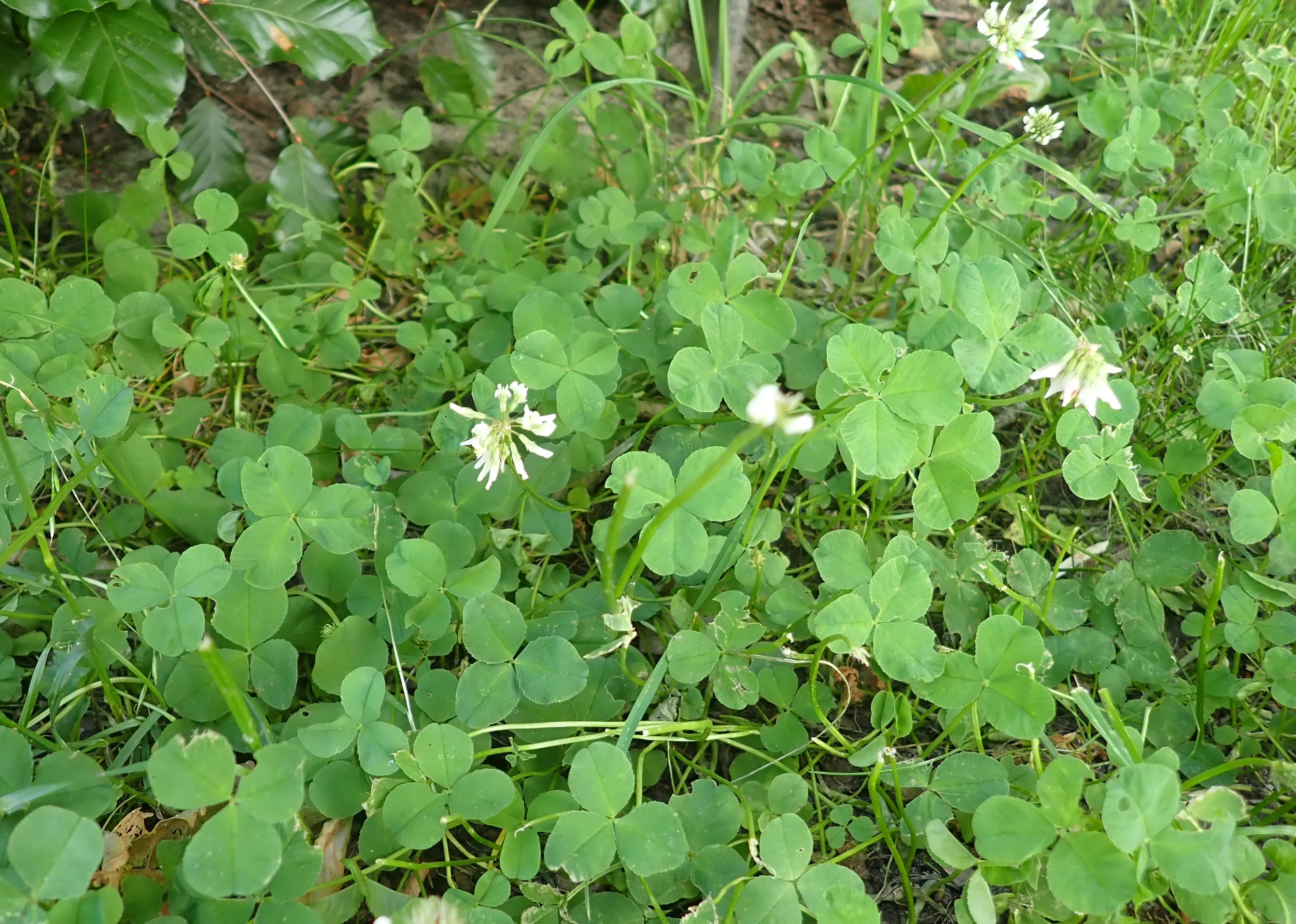 Heil- und Märchenkräuter und der Zauber ätherischer Öle Bild 1