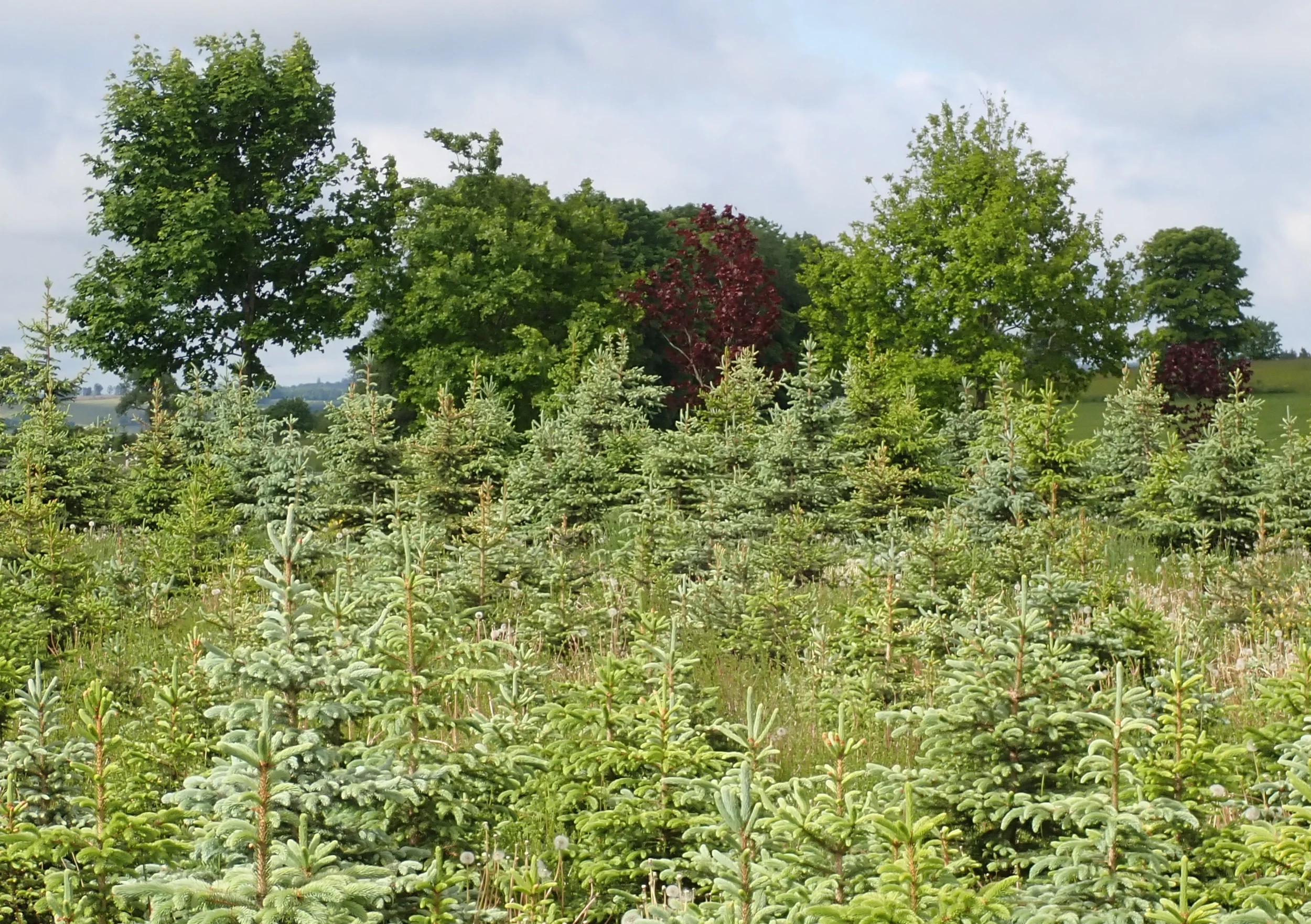 Heil- und Märchenkräuter und der Zauber ätherischer Öle Bild 1