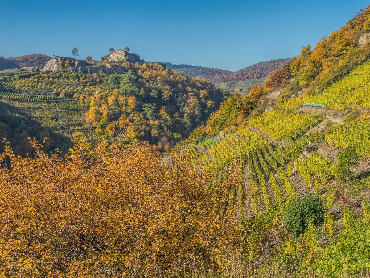 Ahrtal. Kultivierung, Naturschutz, Flutkatastrophe und Tourismus - Probleme einer Landschaft mit einer über 2000-jährigen Kultur-Geschichte. Bild 1