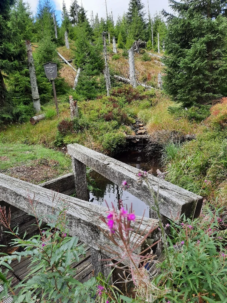 Der wilde Wald lebt – die Harzer Wälder am Scheideweg(?) Bild 1