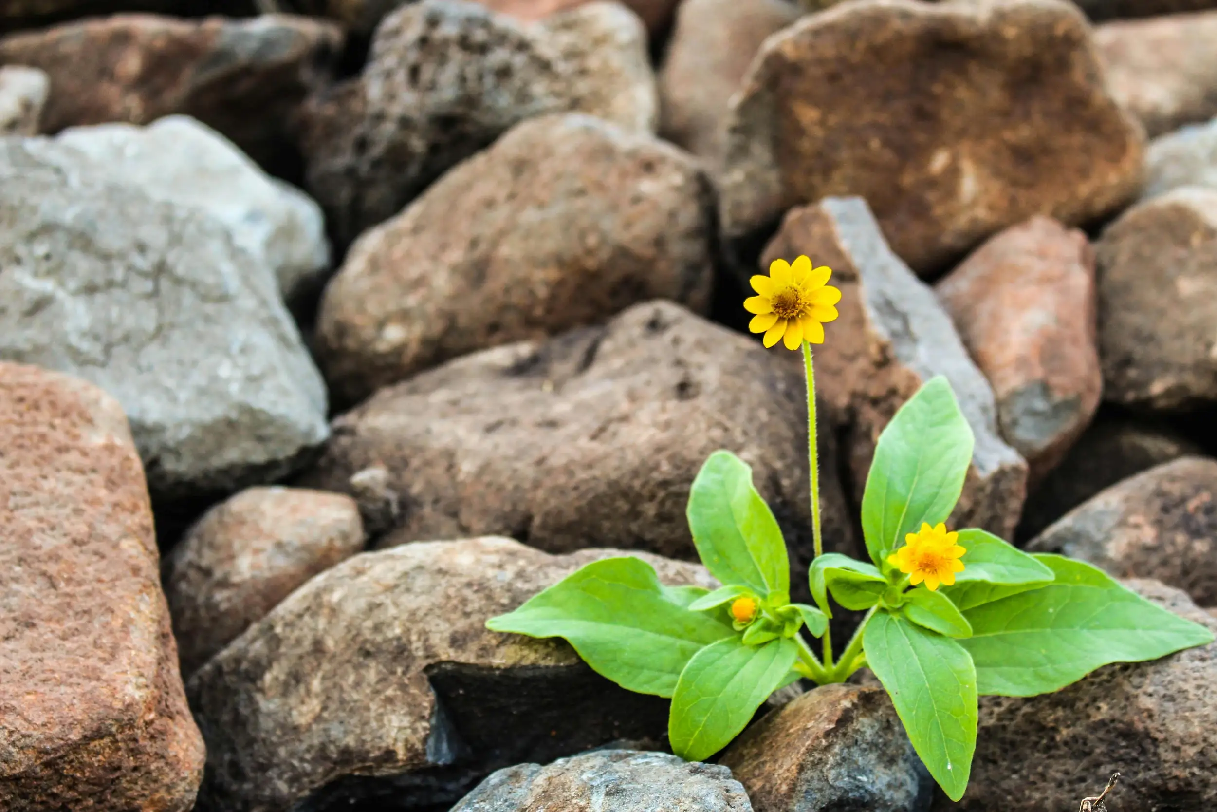 Aufblühen statt ausbrennen (Ratzeburg): Resilienz entwickeln und gesund bleiben trotz beruflicher Anforderungen (für Frauen) Bild 1