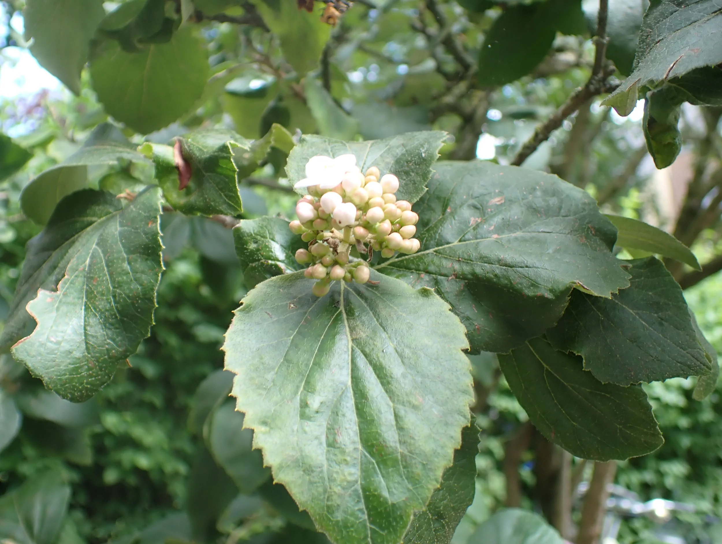 Gemmotherapie: Bäume und ihre Knospenschätze - Die Heilkraft des Waldes Bild 1