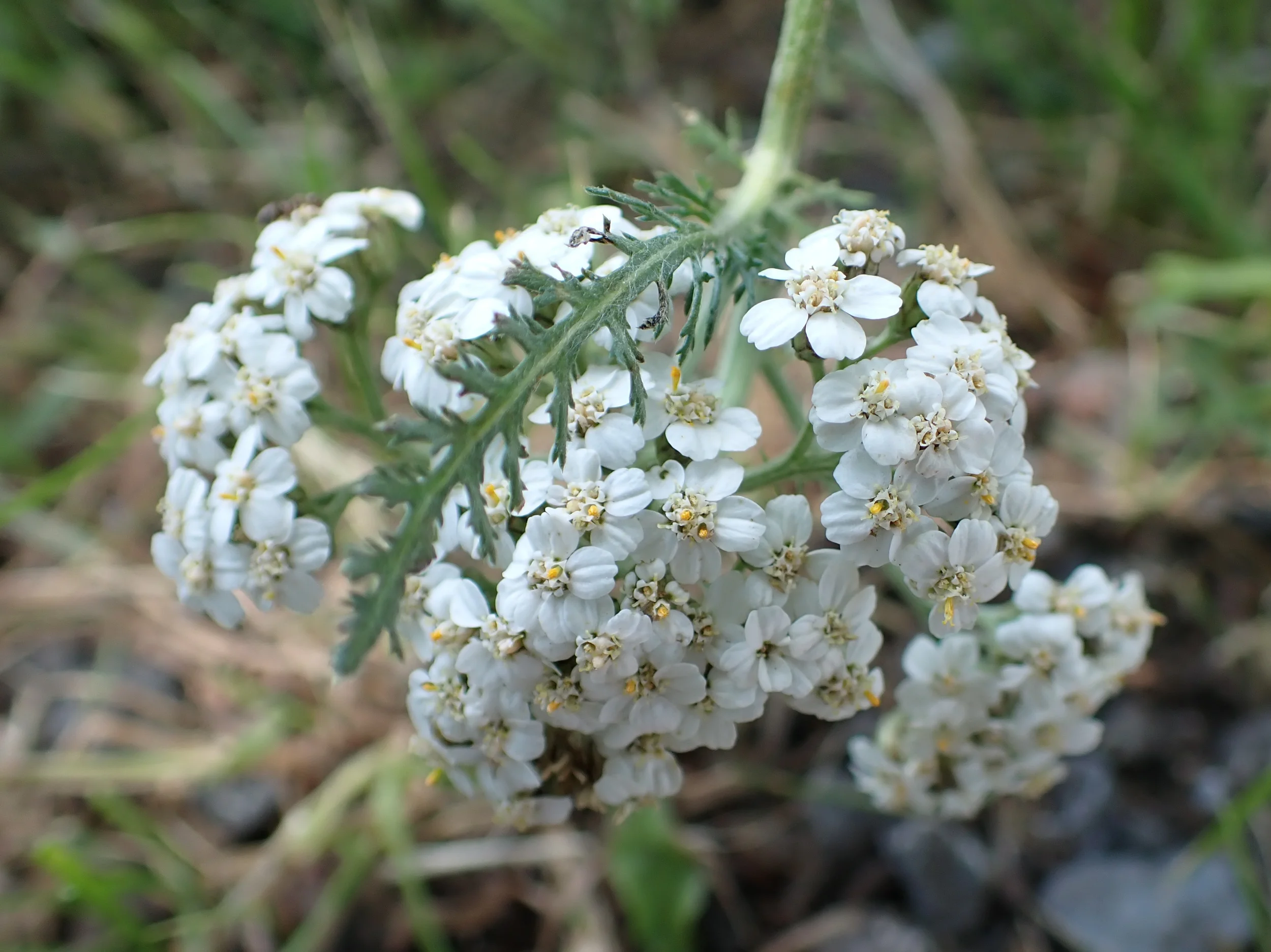 Heimische Heilpflanzen kennenlernen und zu Heilkräftigem verarbeiten Bild 1