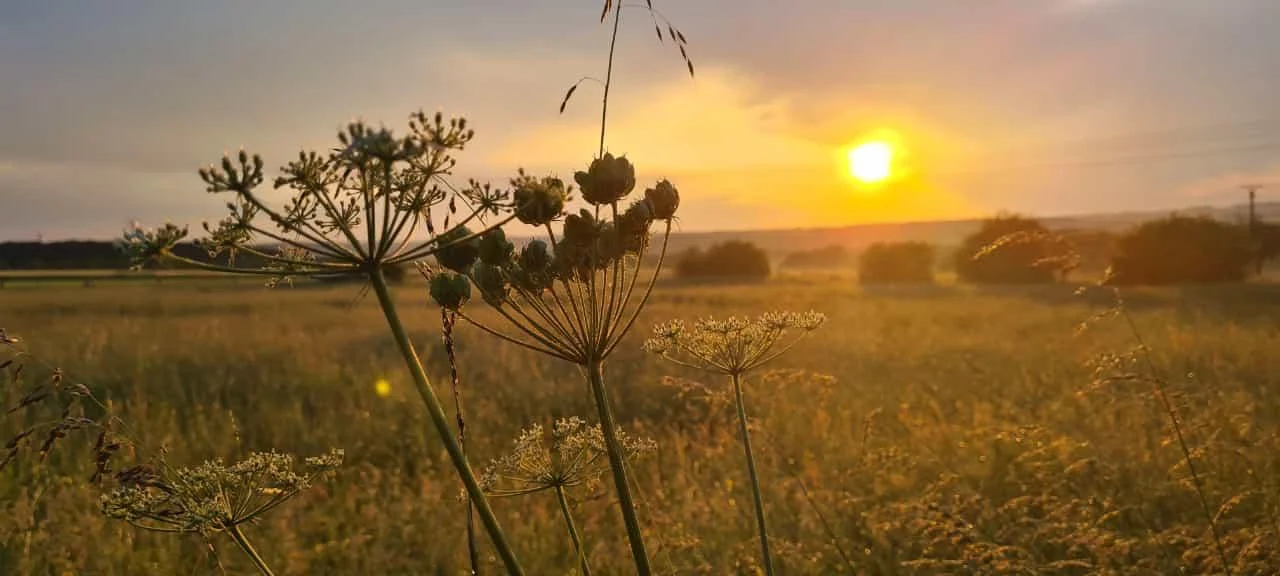 Yogastile und Entspannungstechniken kennenlernen für mehr Gelassenheit in Beruf und Alltag Bild 1