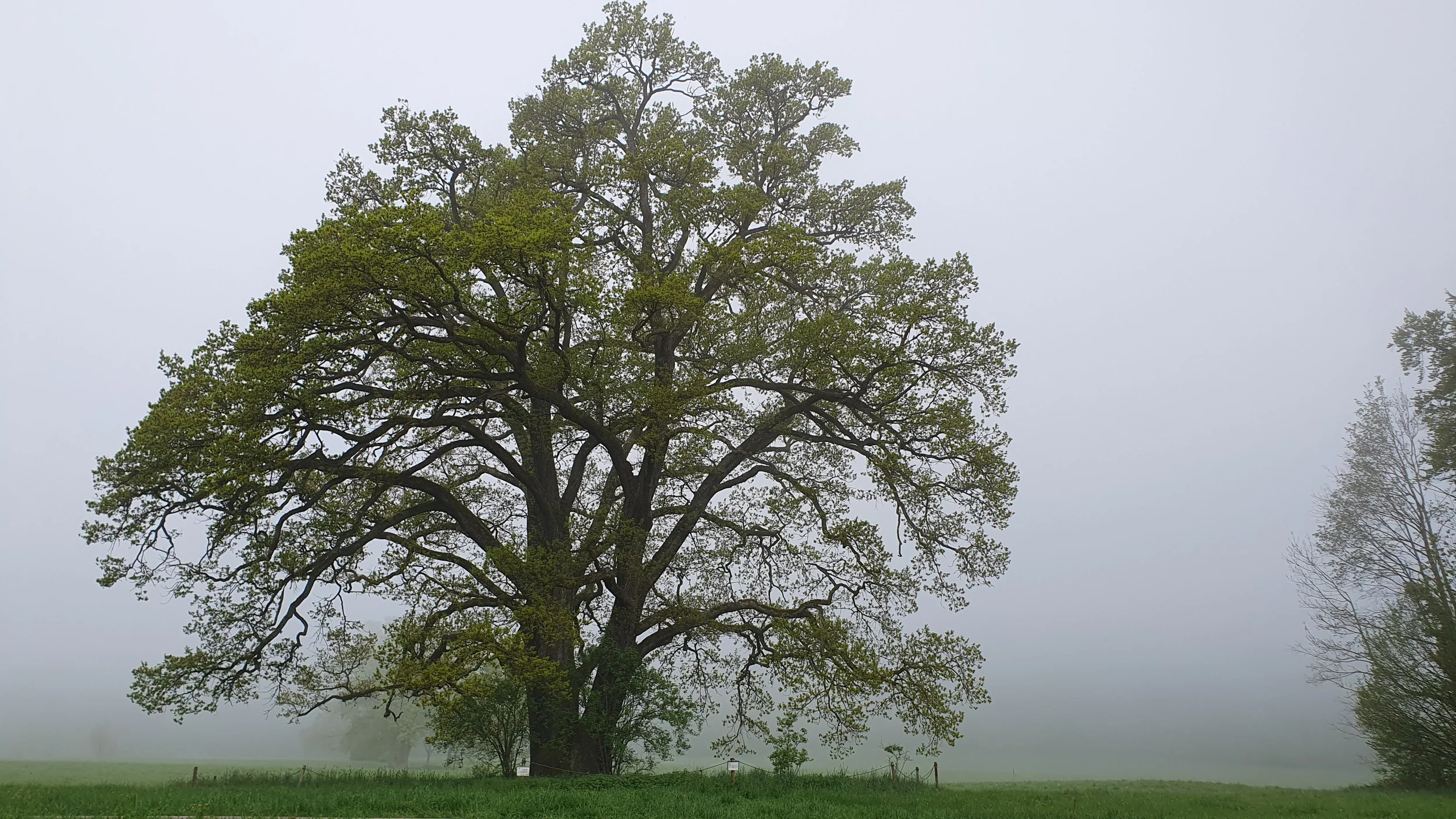 Resilienz mit Qigong und inneren Ressourcen stärken für Beruf und Alltag Bild 1