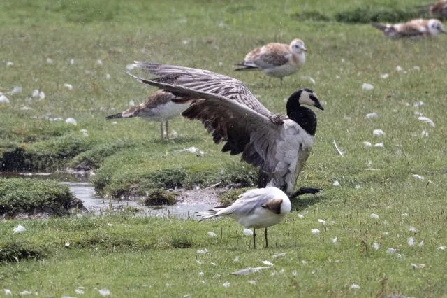 Der Vogelzug im Klimawandel Bild 2