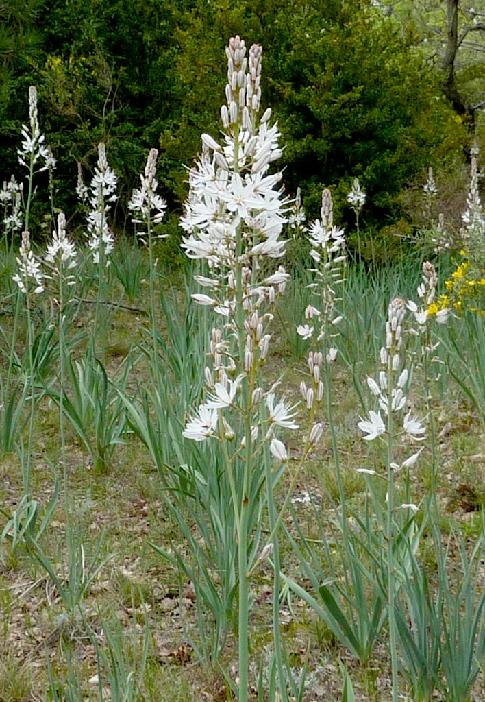 Languedoc  Ökologie einer Landschaft Bild 2