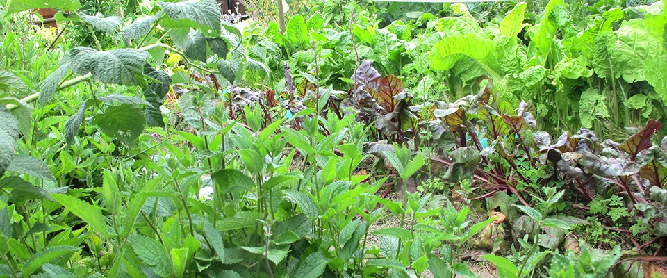 Selbstversorgung - Gemüse und Kräuter aus dem eigenen Garten (im Ökodorf Sieben Linden) Bild 1