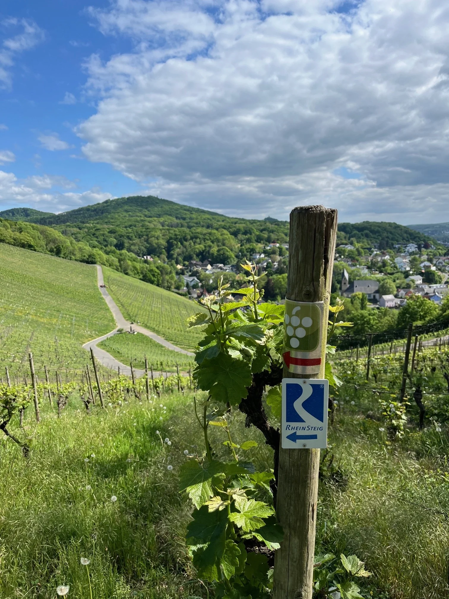Rheinsteig - Wandern auf den Spuren der Demokratie Bild 2