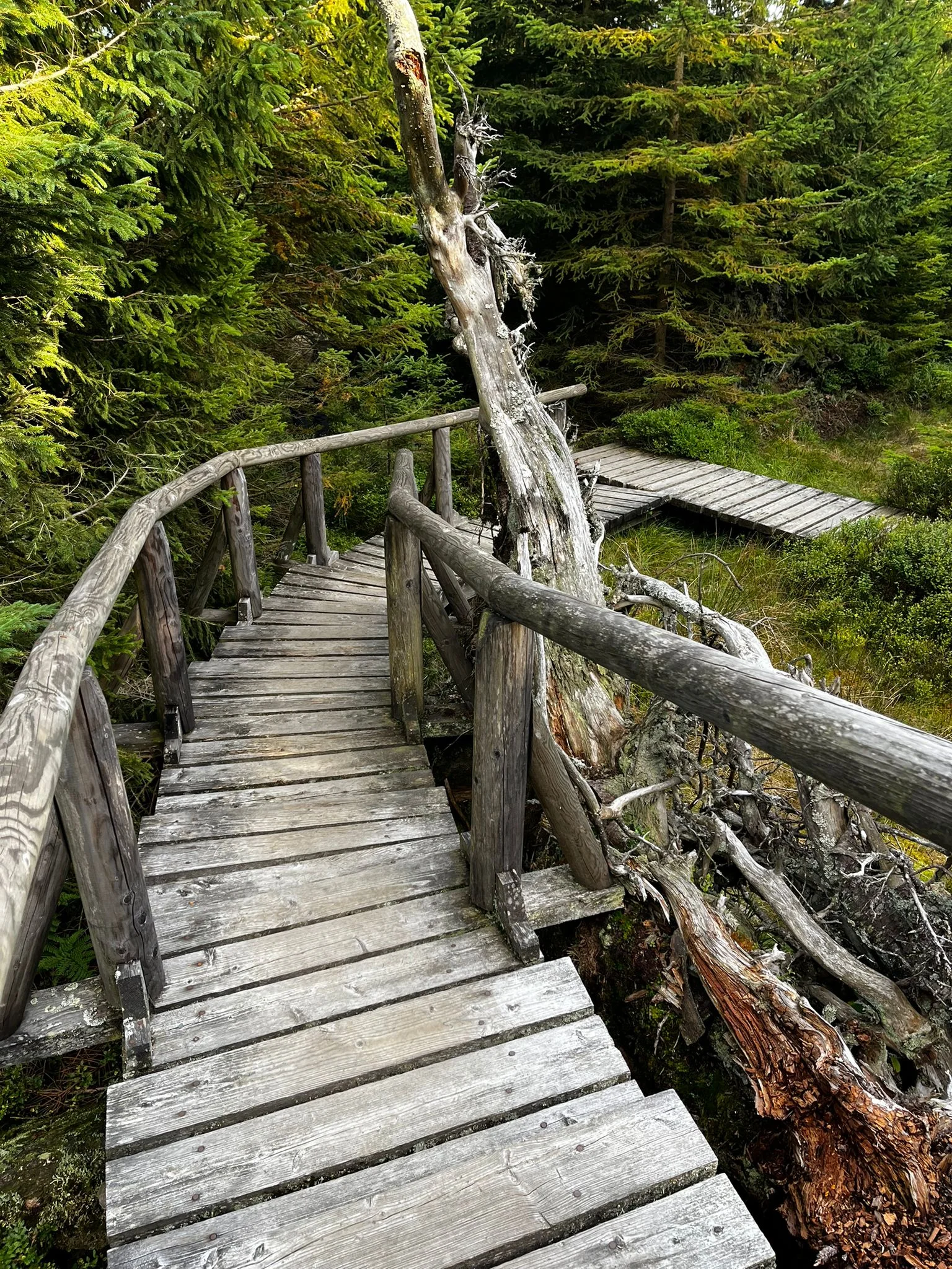  Natur als Raum für Stressbewältigung – Achtsamkeit als Weg zu mehr Balance im Beruf und Alltag Bild 1