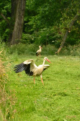 Der Spreewald - eine einzigartige Kulturlandschaft - als Biosphärenreservat geschützt Bild 2