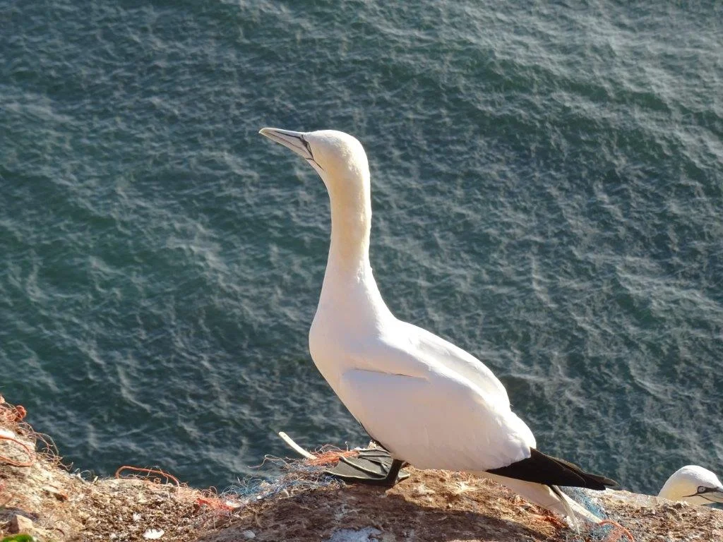 Helgoland - Chancen und Probleme einer Naturinsel Bild 2