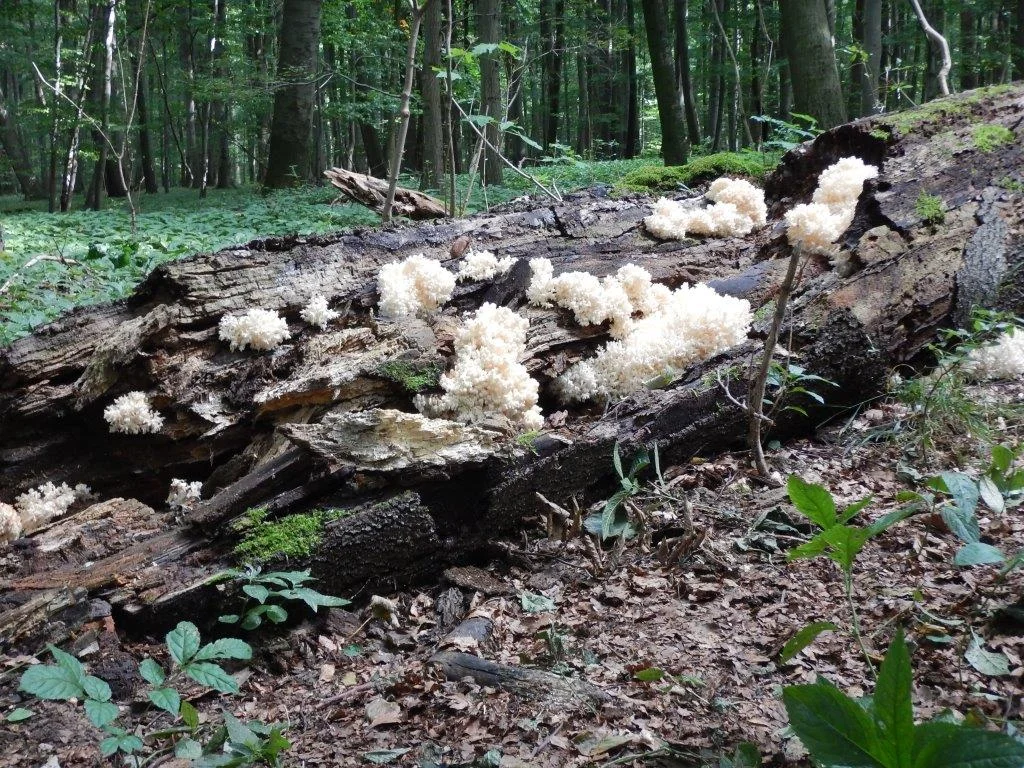 Nationalpark Hainich - Schutz für den „Urwald mitten in Deutschland“ Bild 2