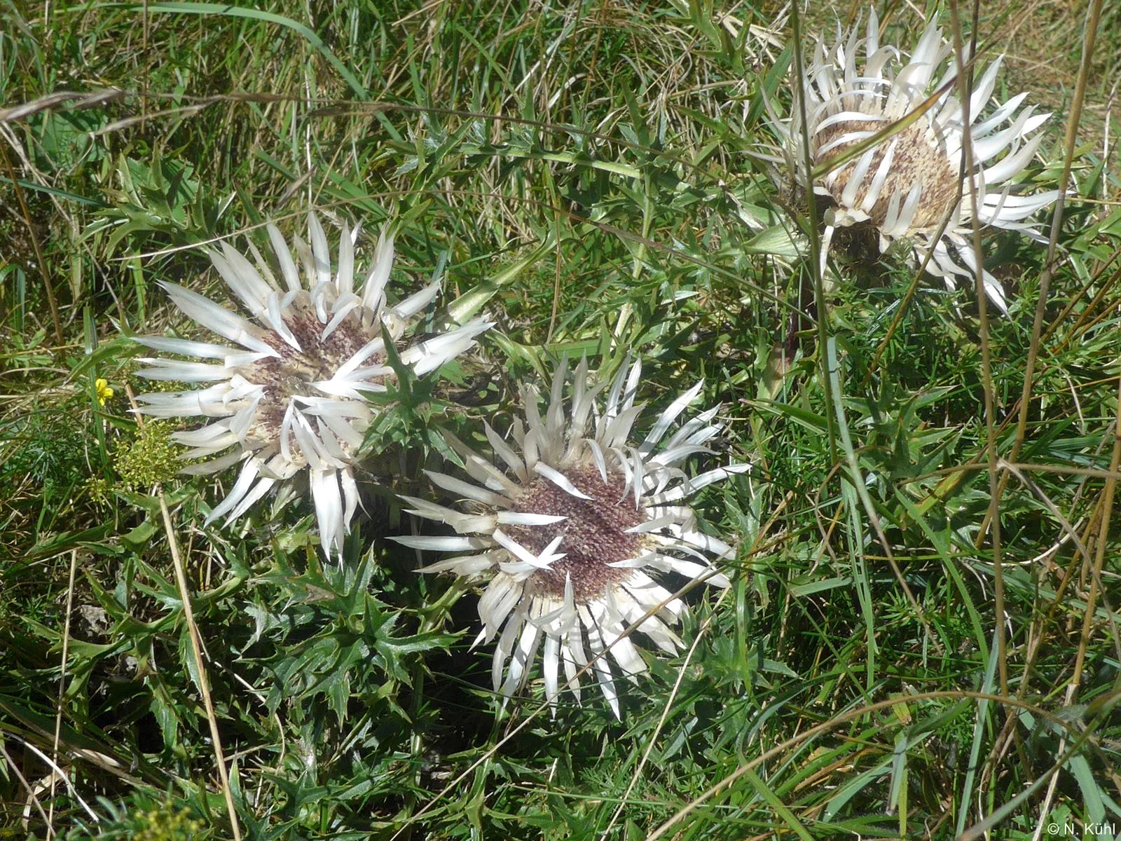 Naturpark Südschwarzwald - "Schutz durch Nutzung"?! Bild 2
