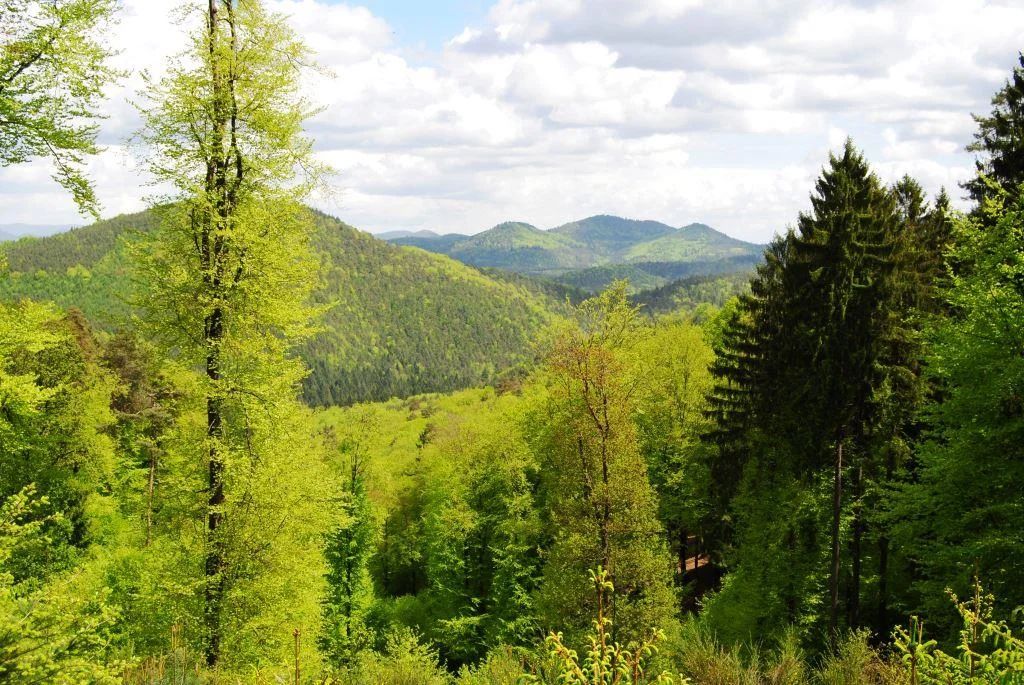 Pfälzerwald und Nordvogesen – ein grenzüberschreitendes Biosphärenreservat Bild 1