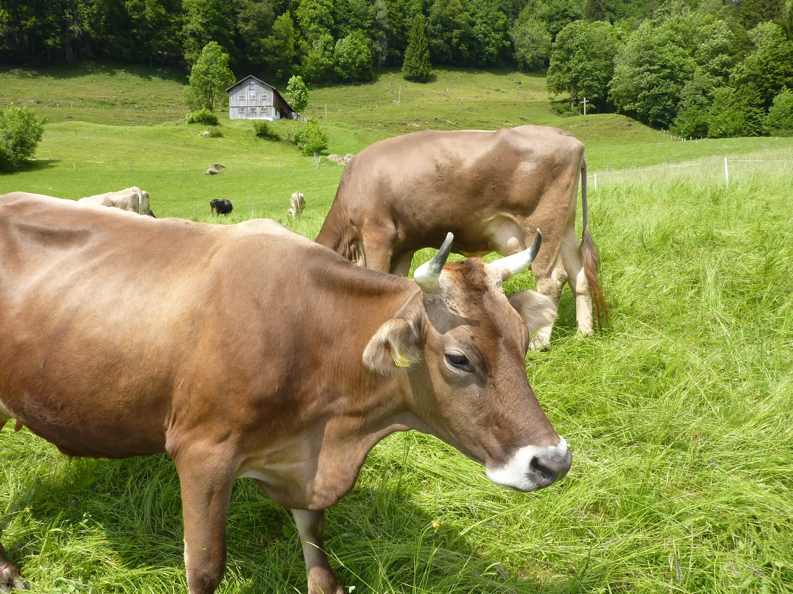 „Wildes Westallgäu“ und östliche Bodensee-Region: einzigartige Natur- und Kulturlandschaften „unter Druck“ Bild 2