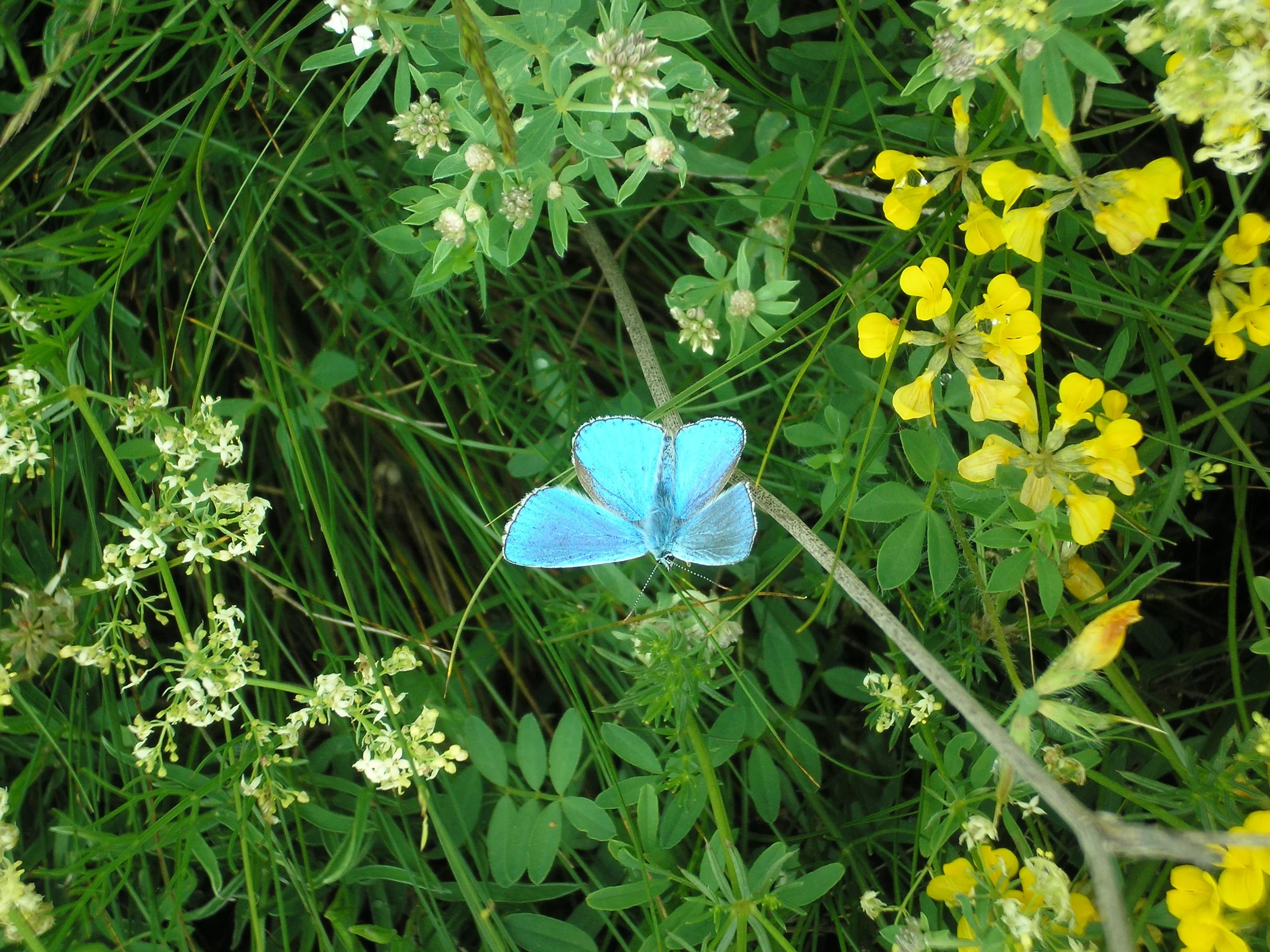 Nationalpark Velebit in Nordkroatien - Chancen und Risiken für eine nachhaltige Regionalentwicklung Bild 2