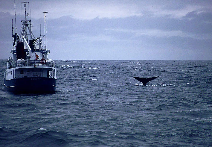 Lofoten und Vesterålen - Ökologie und Umweltprobleme einer Inselgruppe nördlich des Polarkreises Bild 2