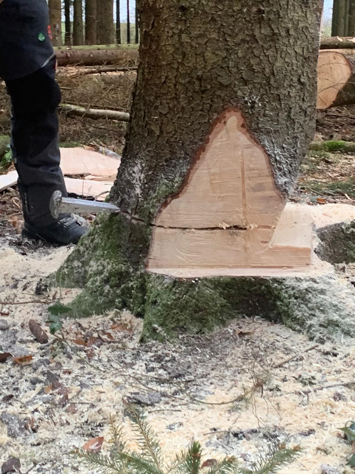 Motorsägenkurs AS Baum 1 / Modul A und B Bild 2