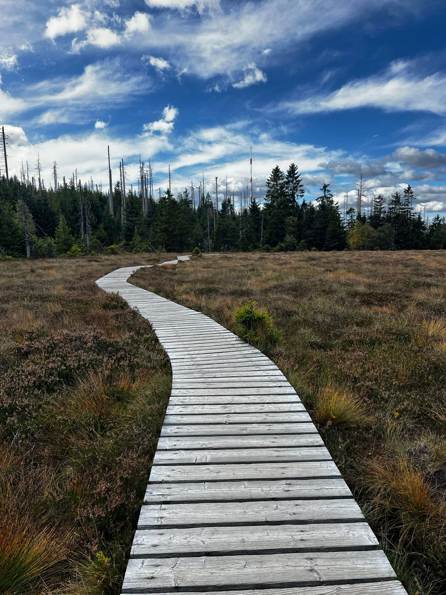 KlimaRetter Wald - über die Beziehung zwischen Wald und Klima Bild 1