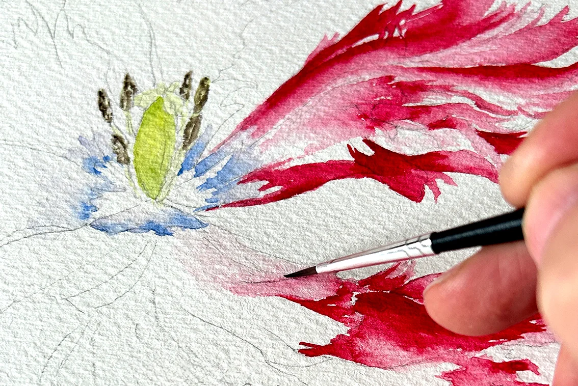  Die Vielfalt der botanischen Illustration Bild 3